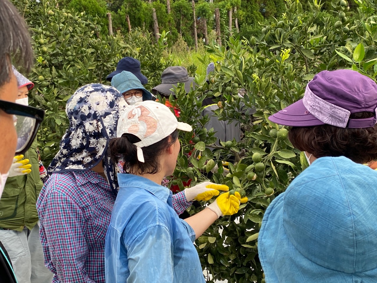  고품질감귤 안정생산을 위한 생활개선회원 열매솎기 수눌음 지도