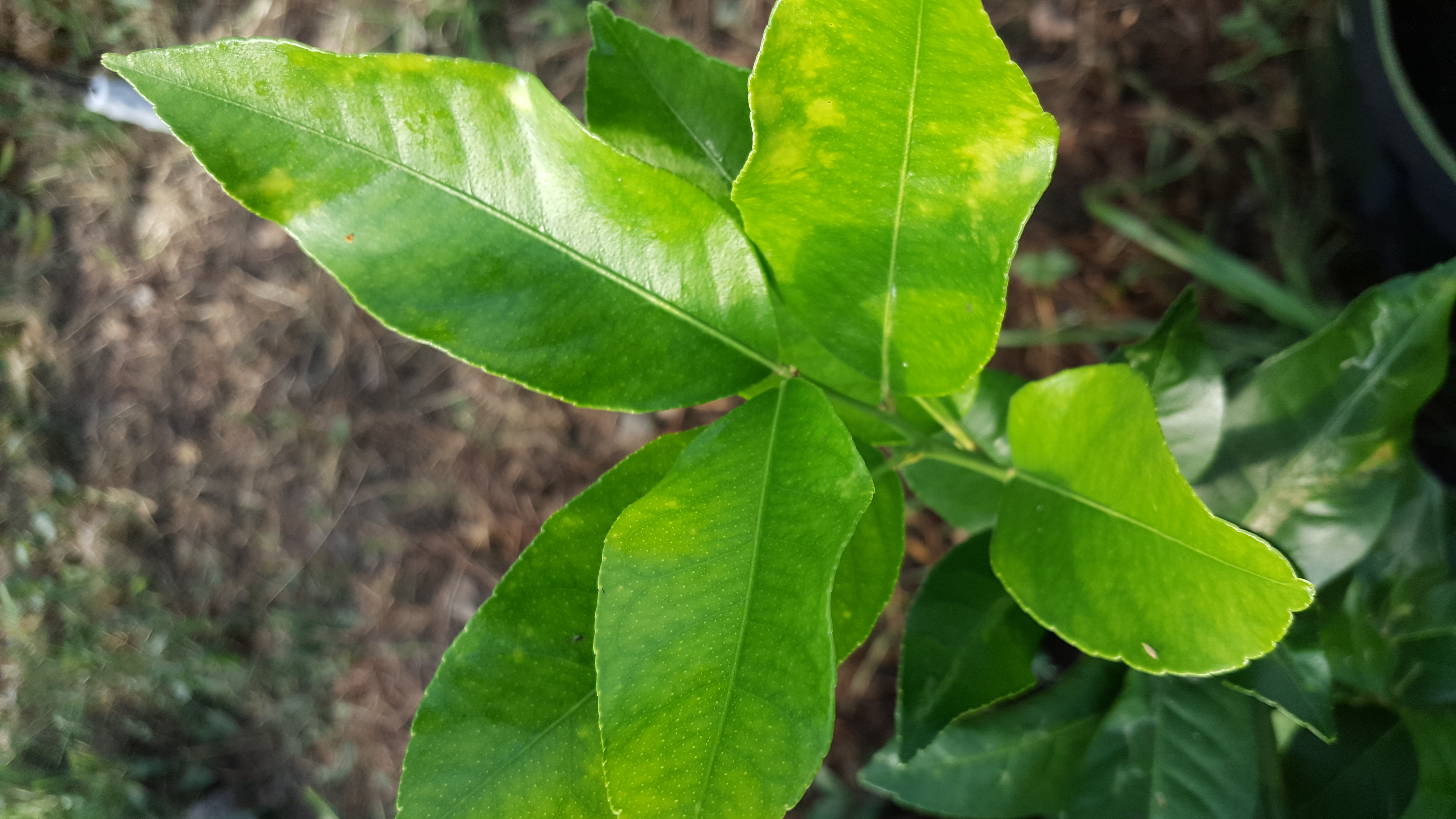 레몬 문의드립니다.