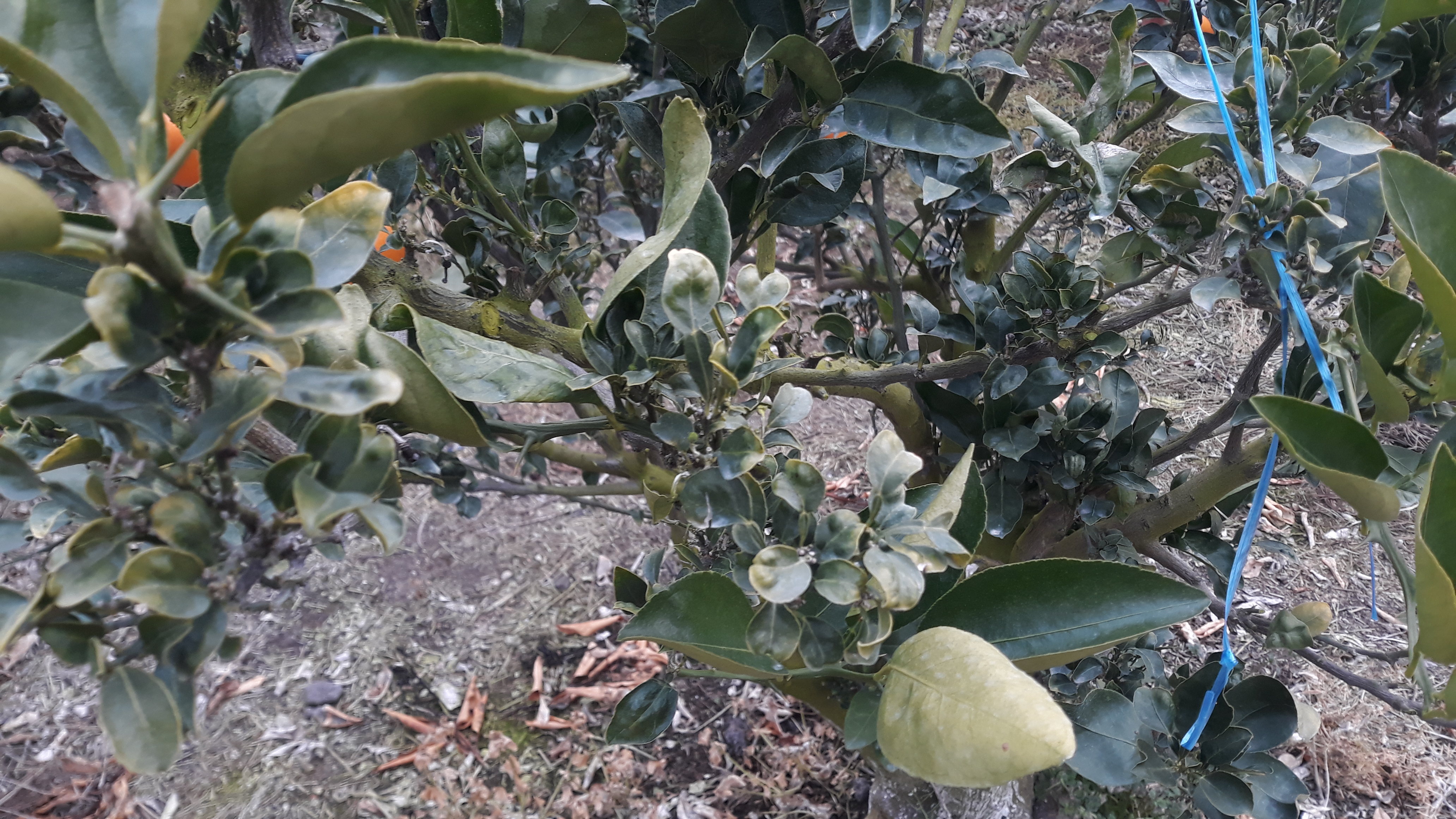 감귤나무에 천혜향 고접이후  