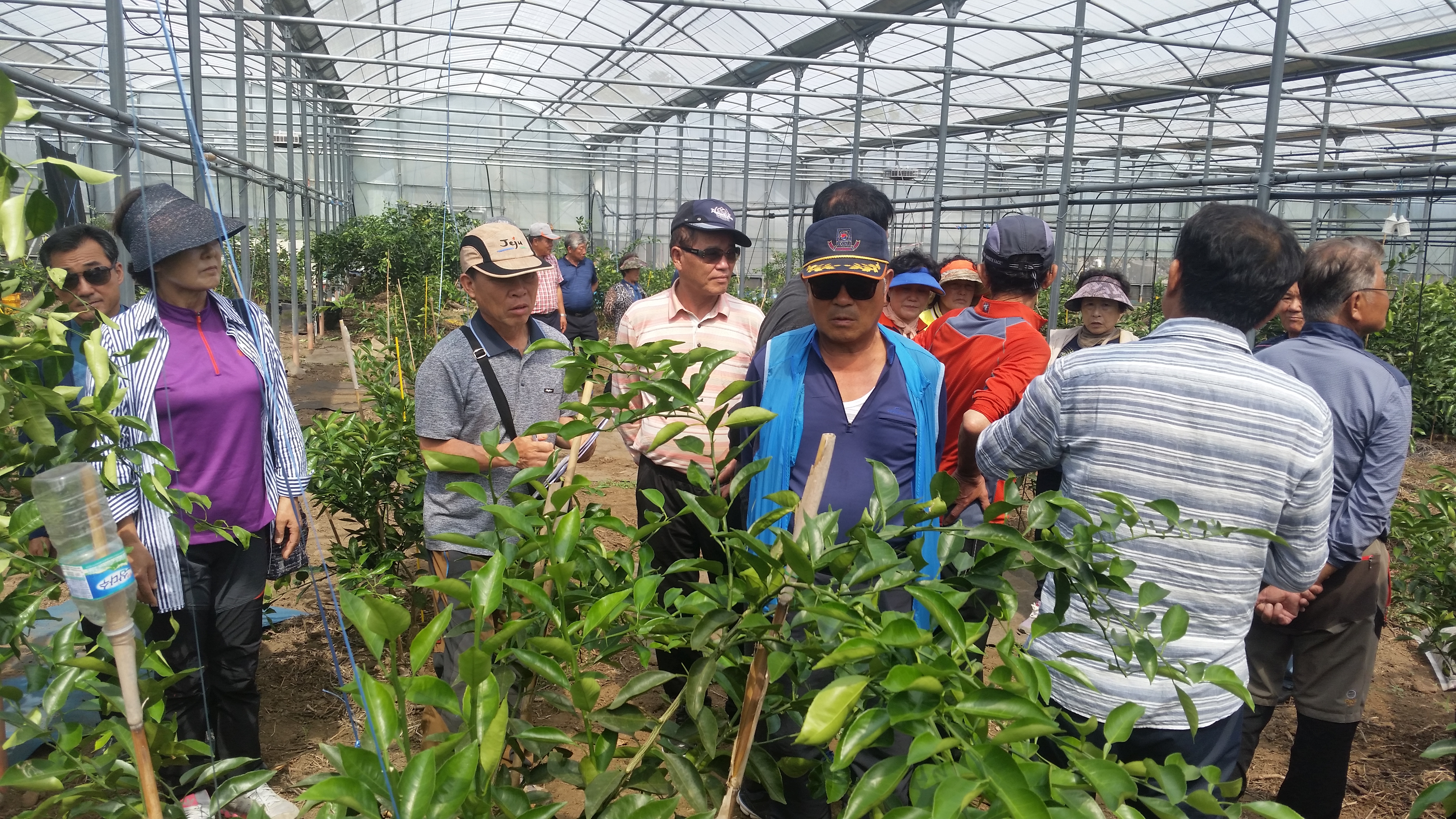 170928-170929 고품질 한라봉 생산 및 발전을 위한 현장교육