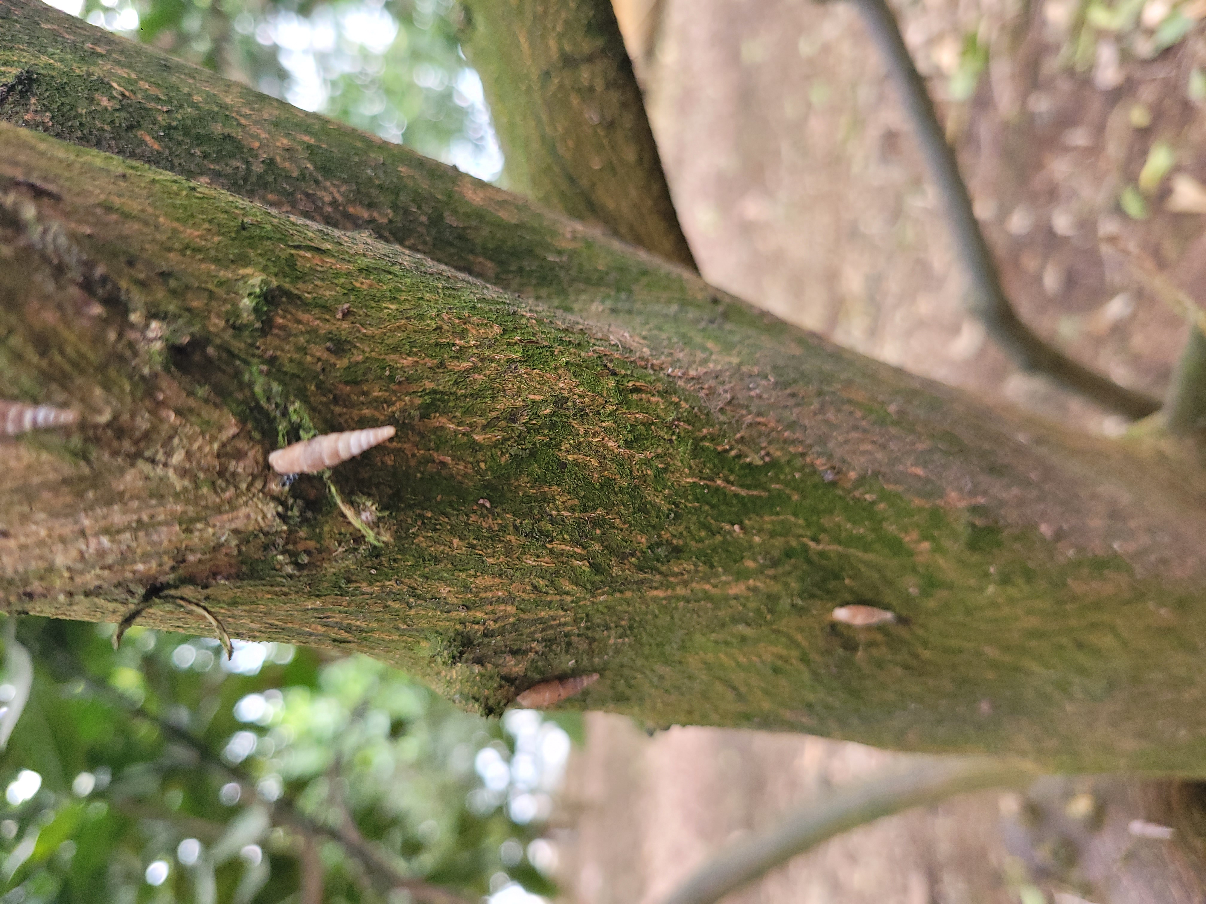 귤나무에 벌레가