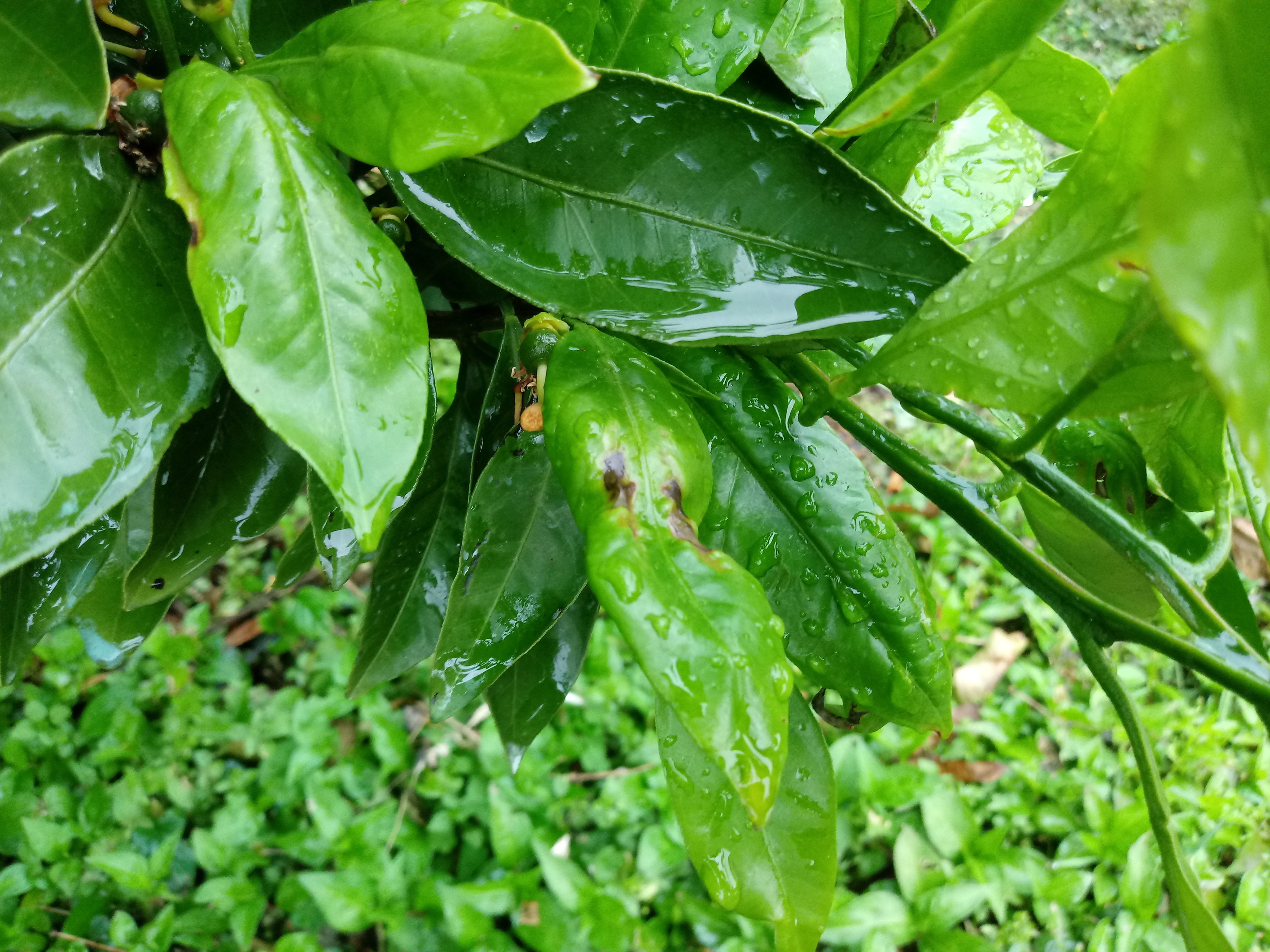 어떤 병해충인가요?