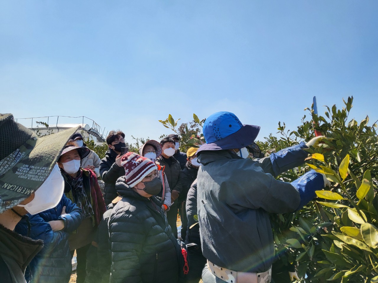2022 노지감귤 재배기술 정지·전정 실습교육