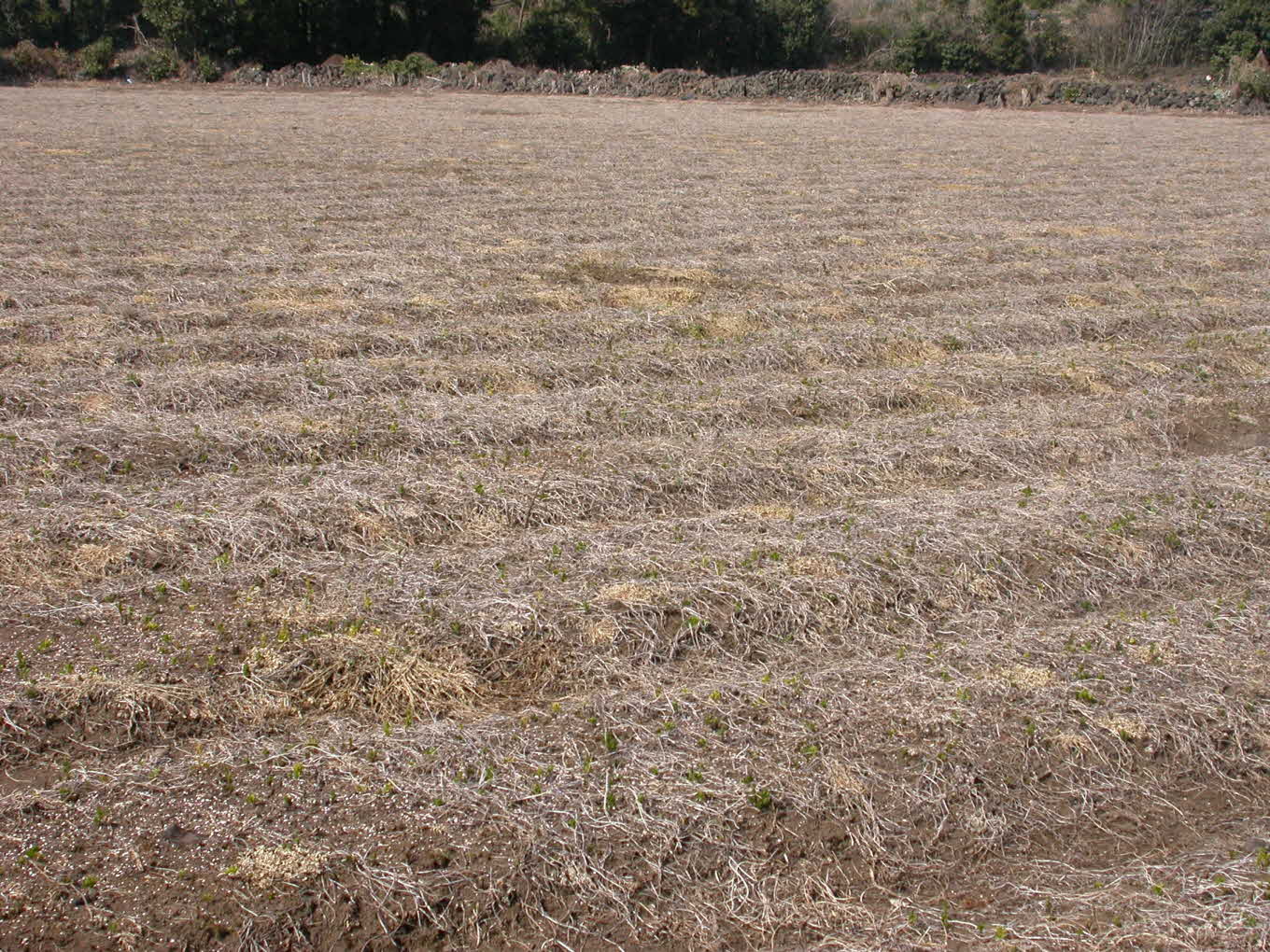 2년생 더덕 발아 현장