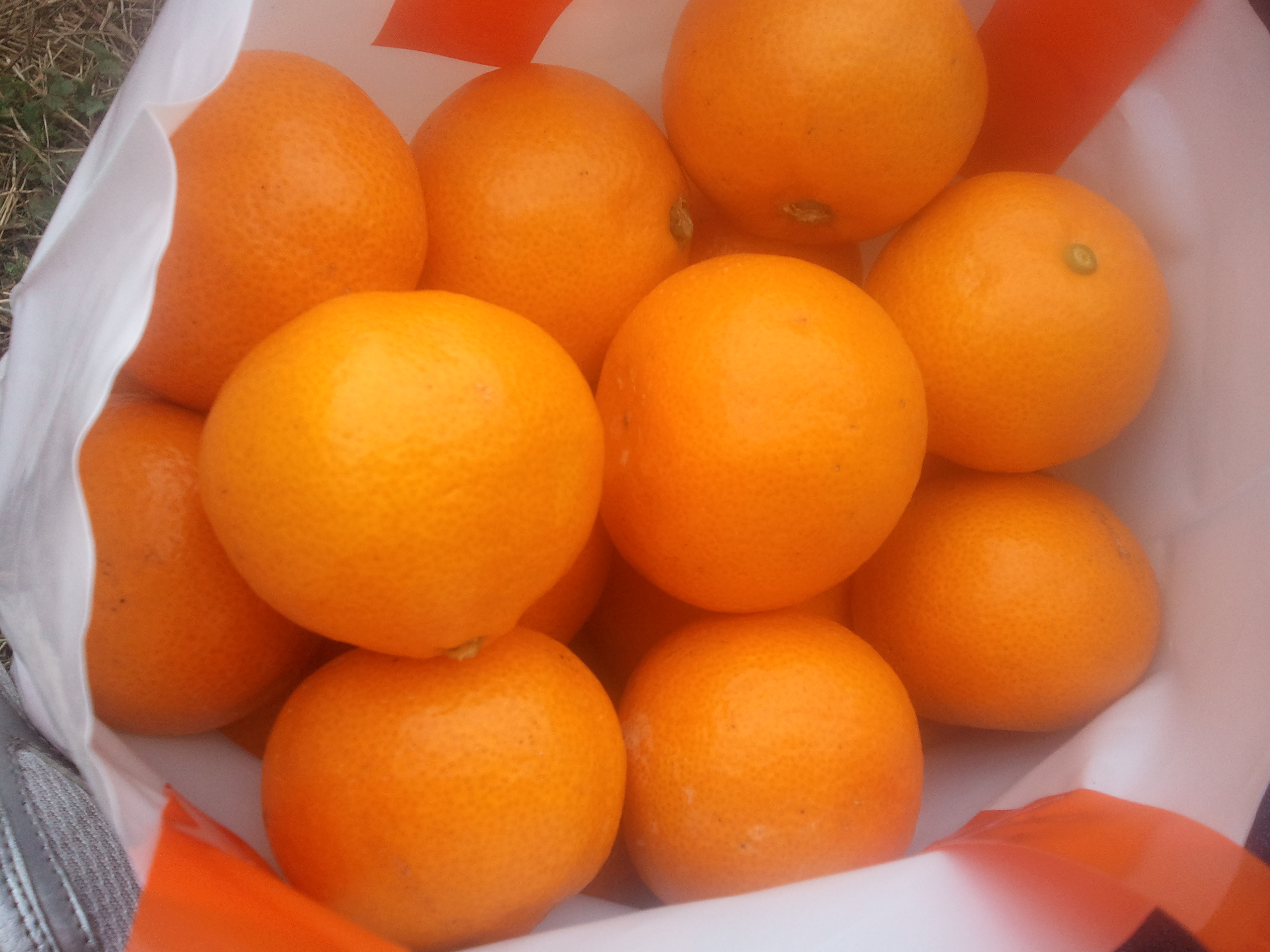 오늘의 서귀포농업기술센터