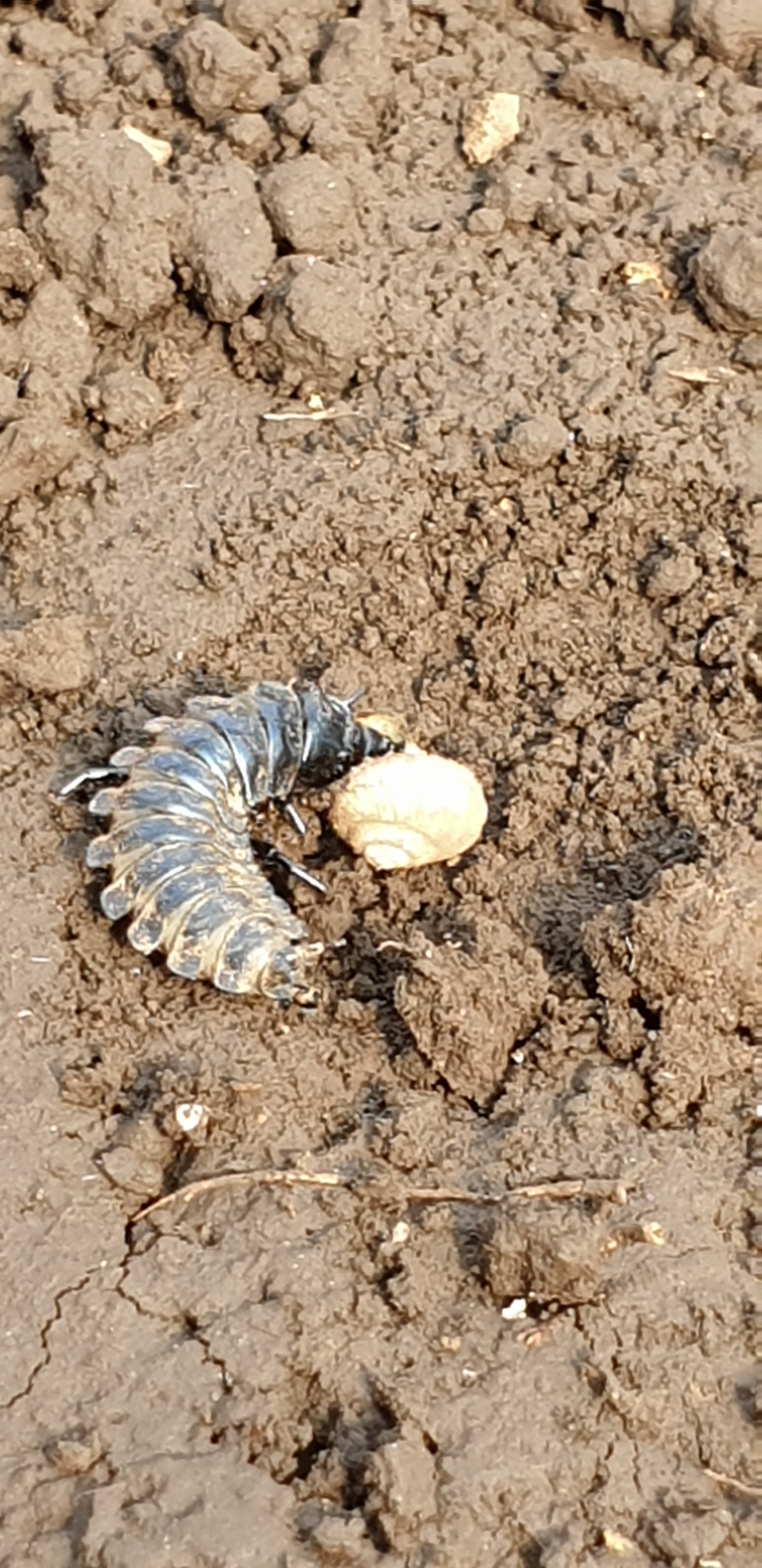 하우스(농장)내 유익한 곤충