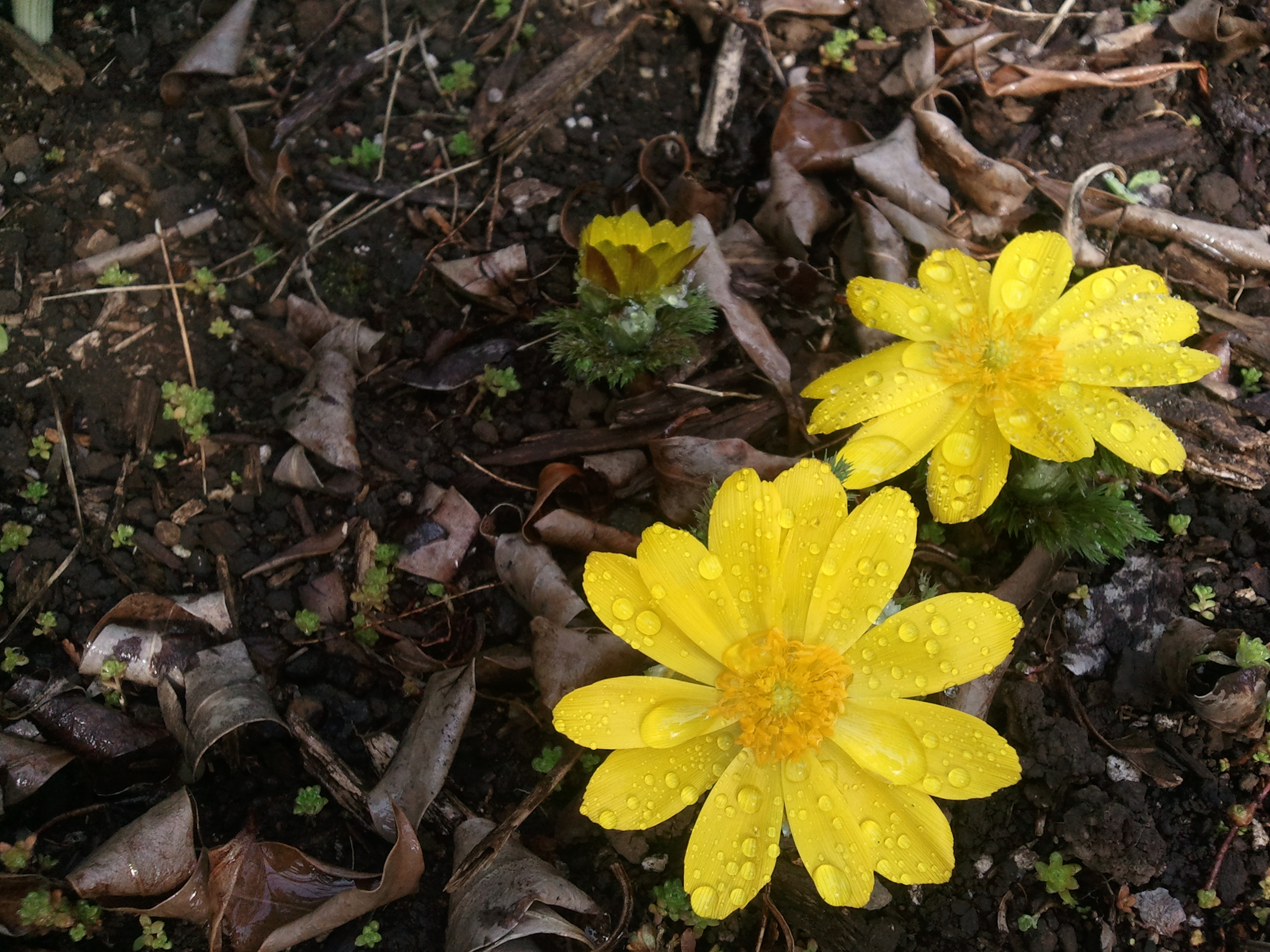 서귀포에 봄이 오는 소리