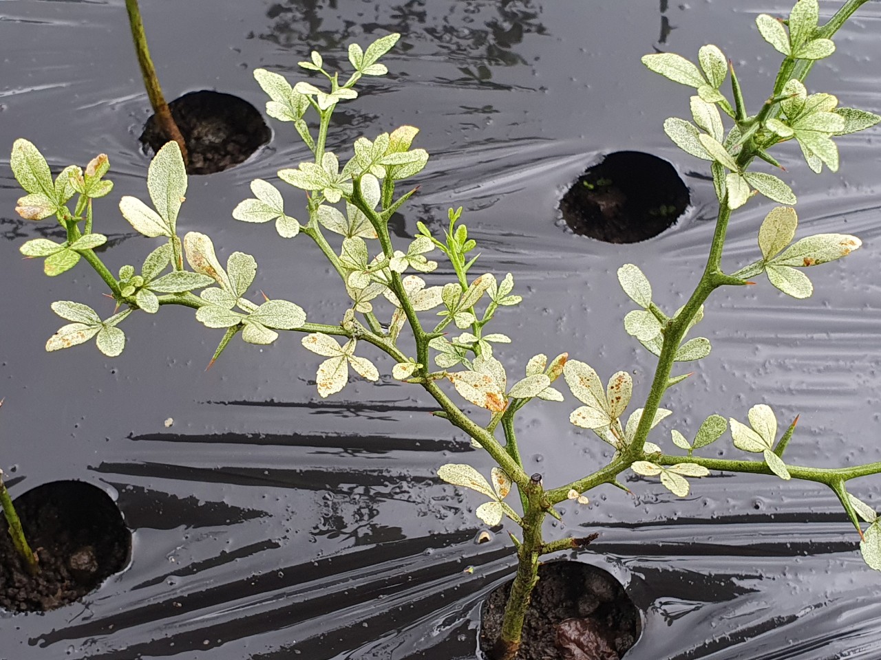 탱자병해 관련 문의 입니다.