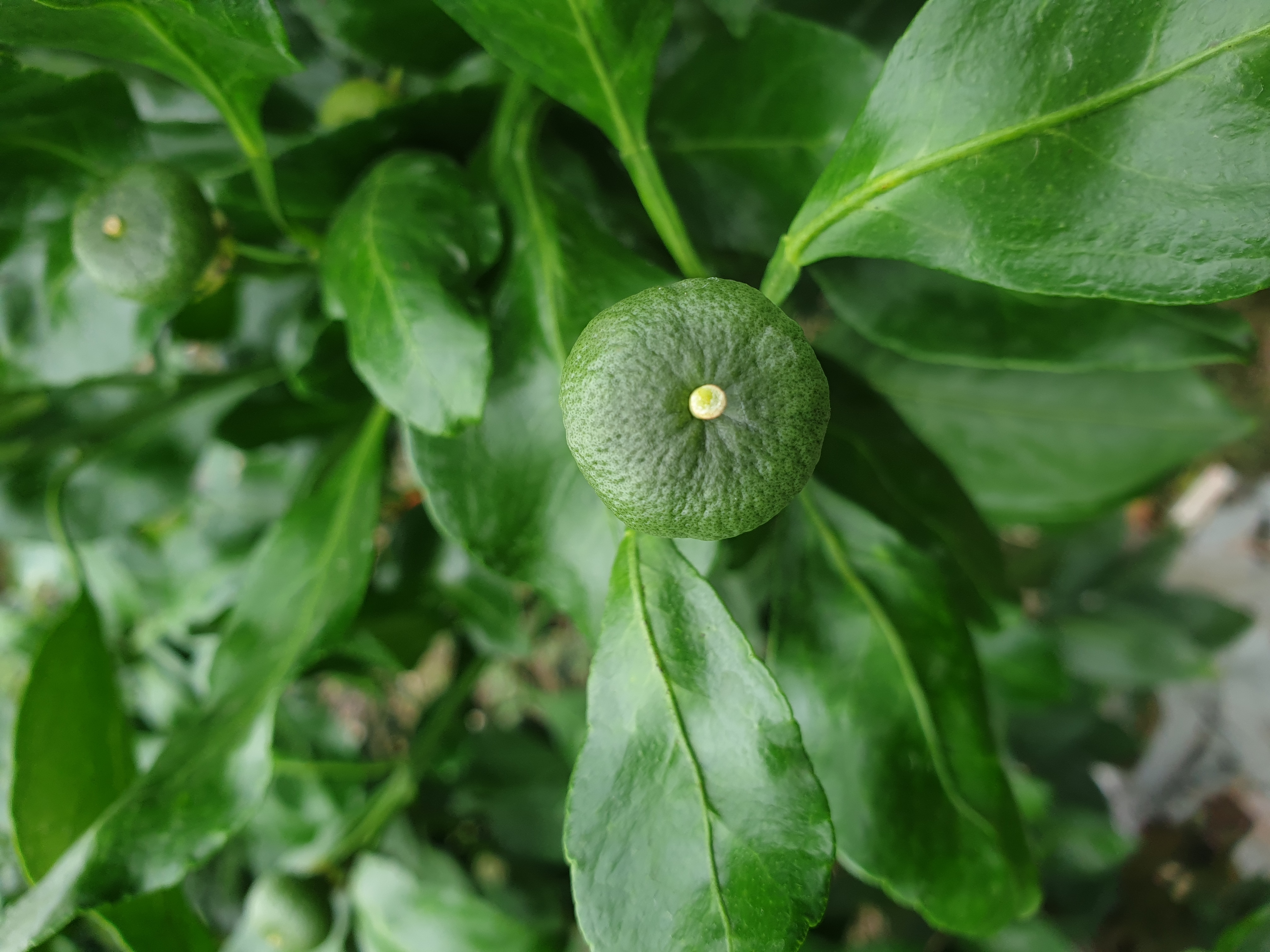 레드향 열매 관련