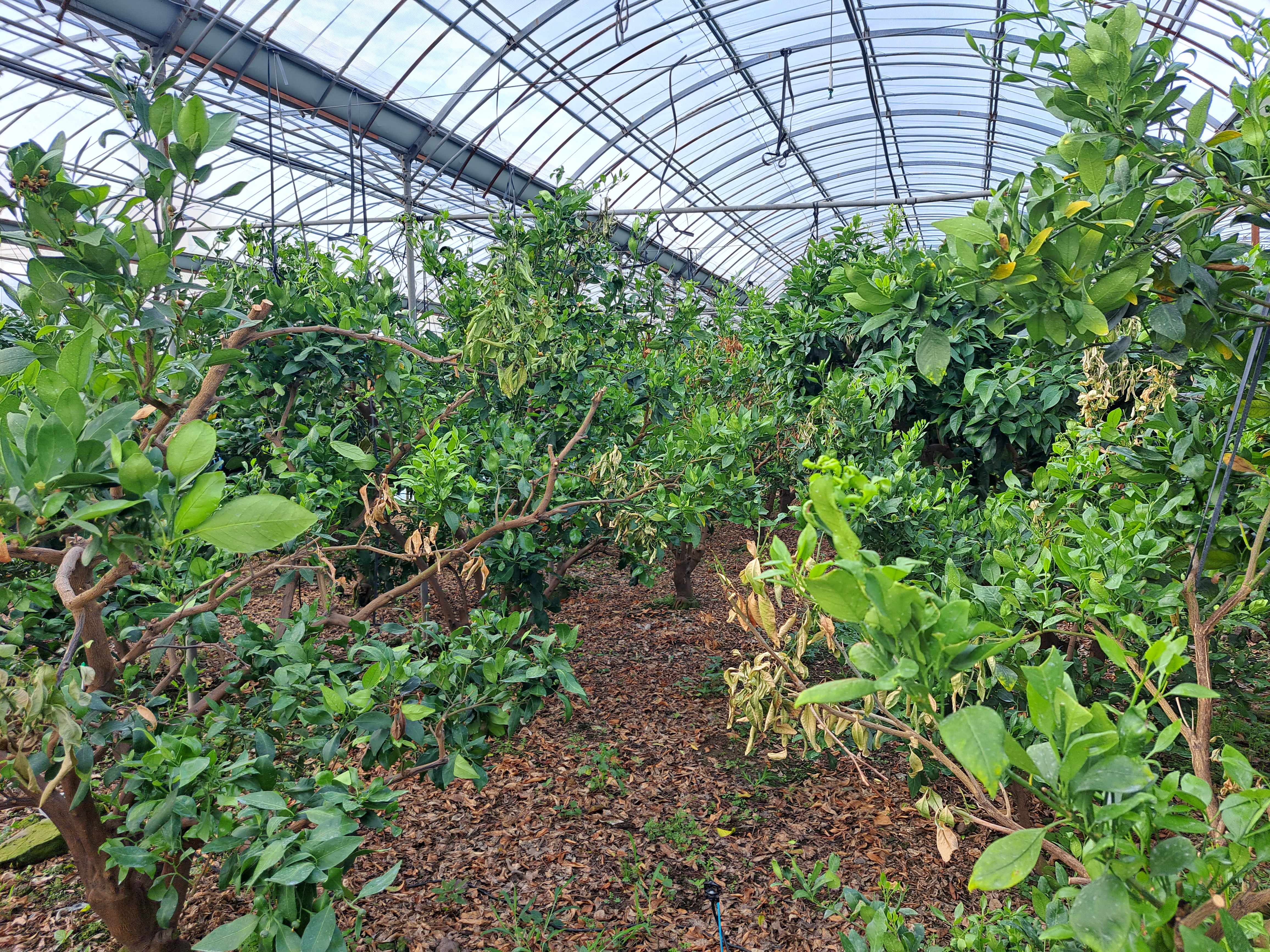 레드향 하우스 고온피해