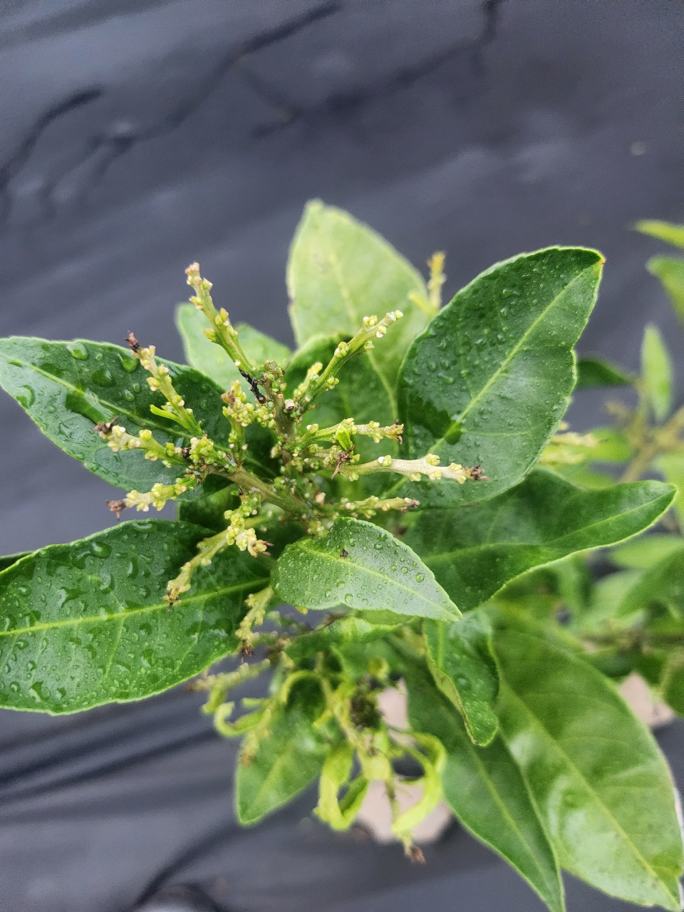 감귤 궁천 3년생 병해충 상담 문의