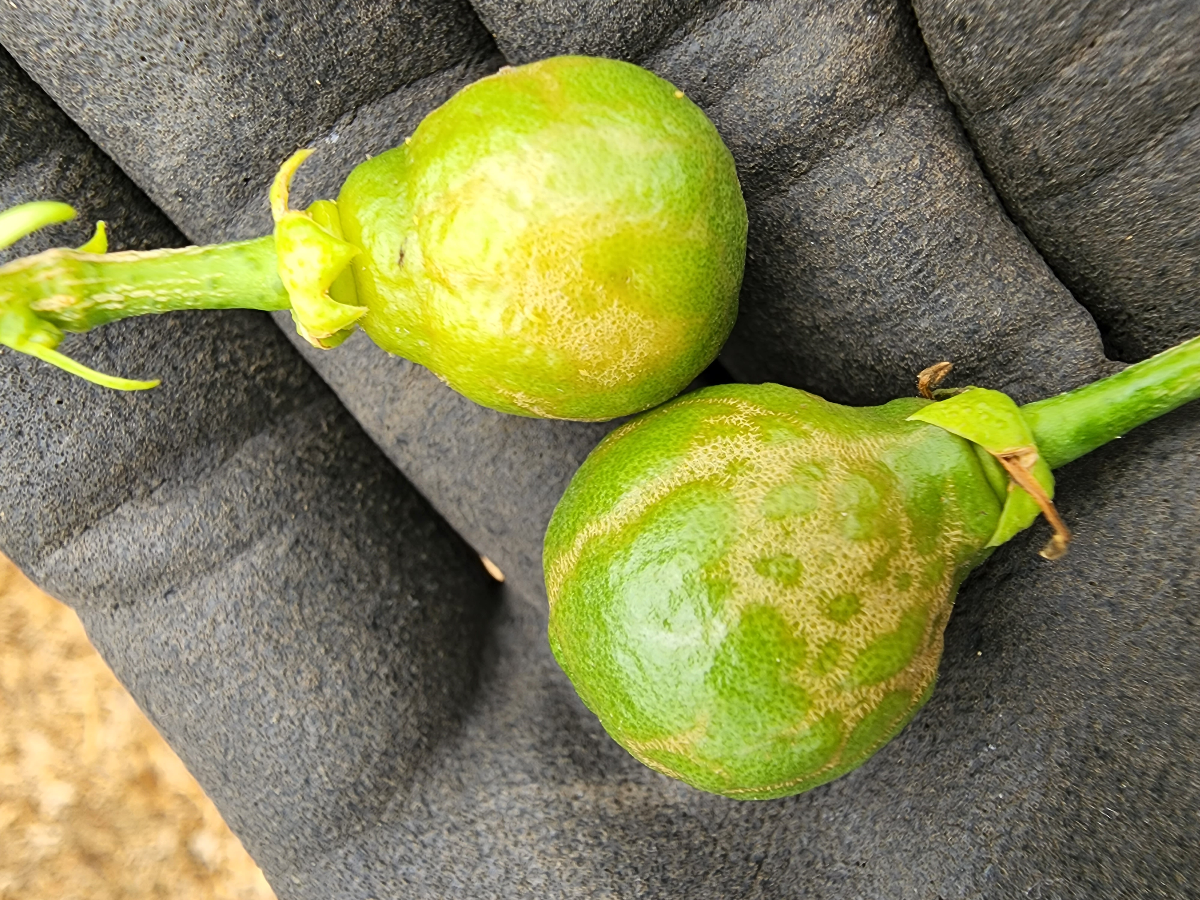 천혜향 병해문의