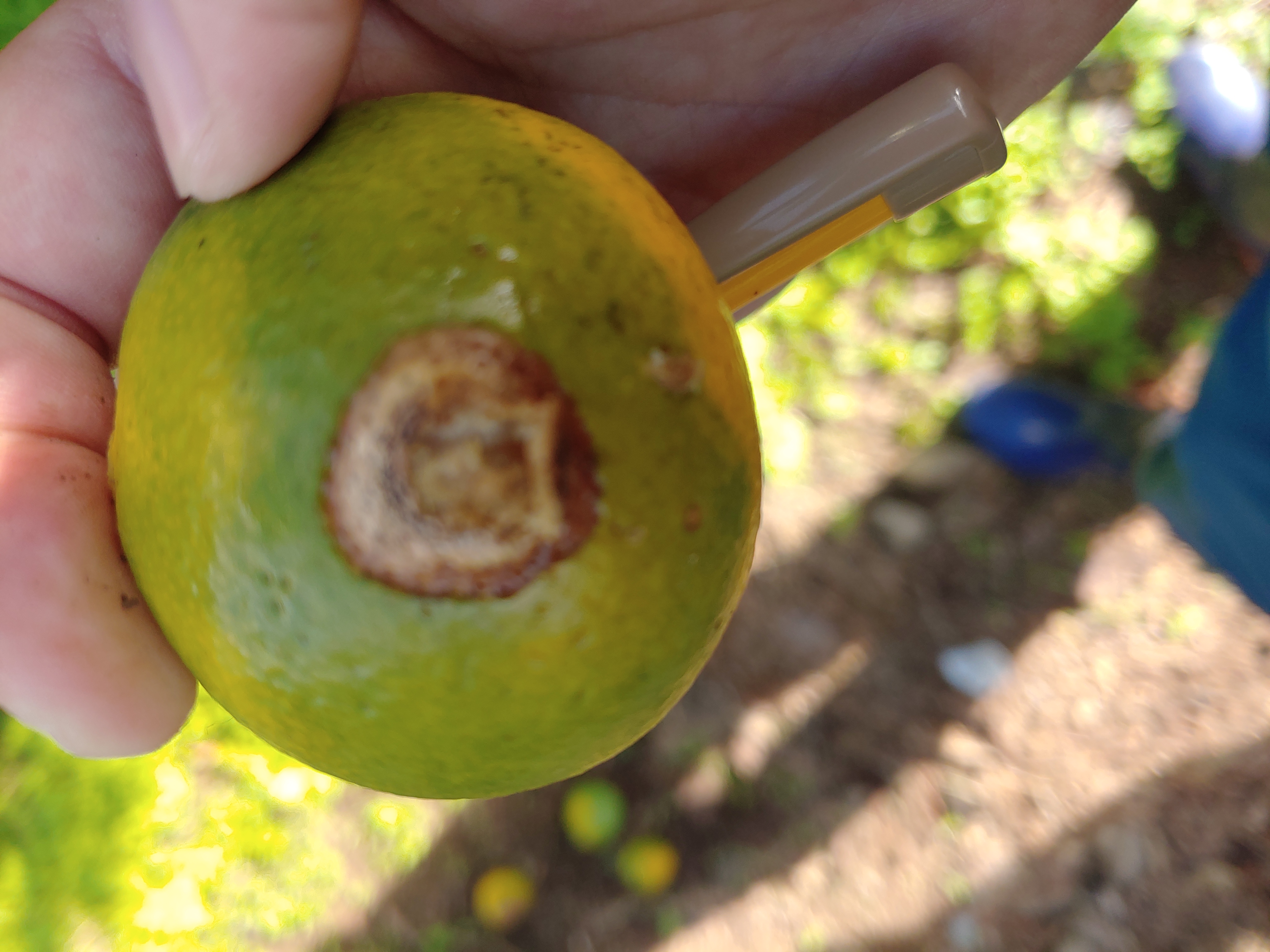 노지 밀감 피해증상 알고 싶습니다