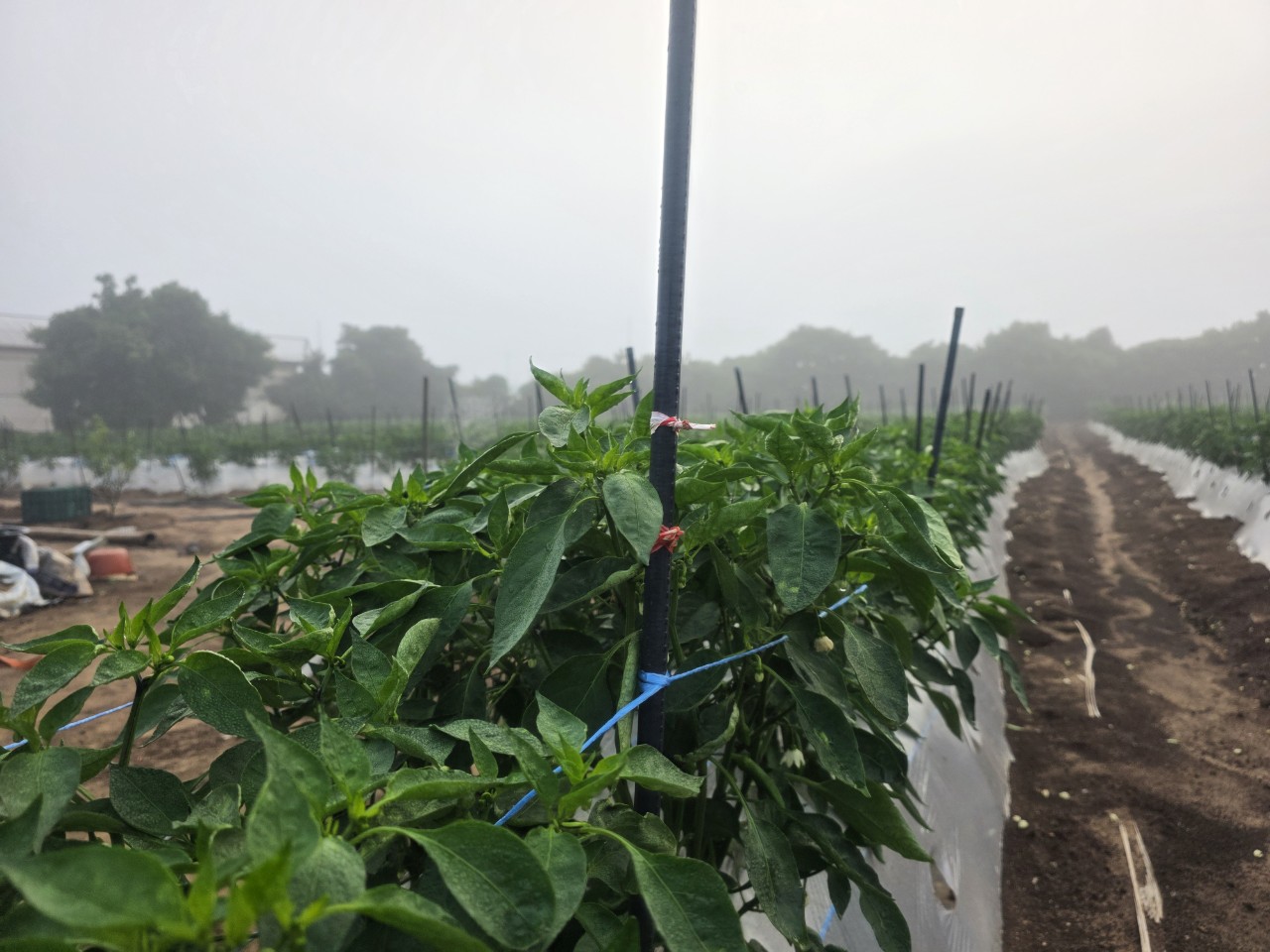 고추 잎 색깔이 바이러스에 감염된 건지 궁금합니다.