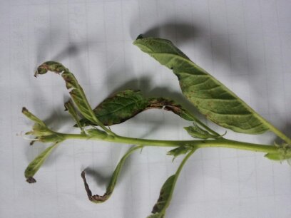 참깨 약해인가요?