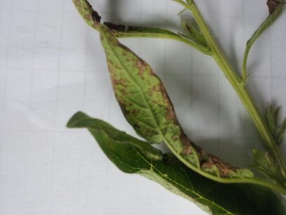 참깨 약해인가요?