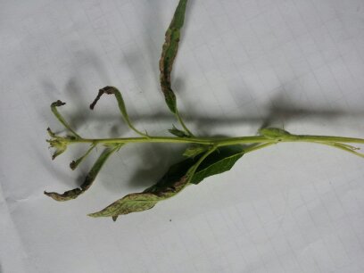 참깨 약해인가요?