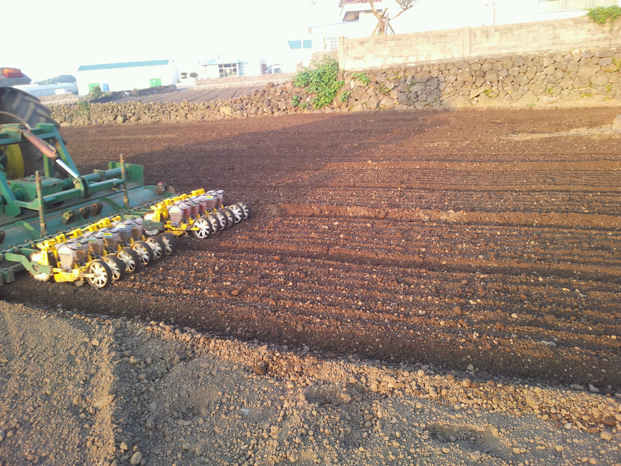 구좌 당근파종현장입니다.