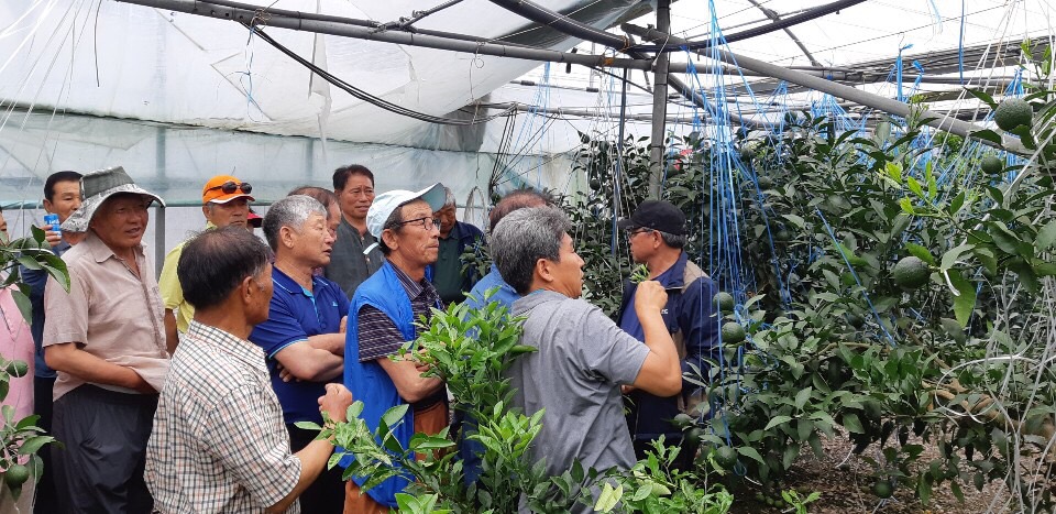 감귤현장컨설팅(탑한라봉연구회)