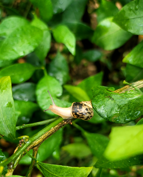 달팽이 및 열과 방지 관련