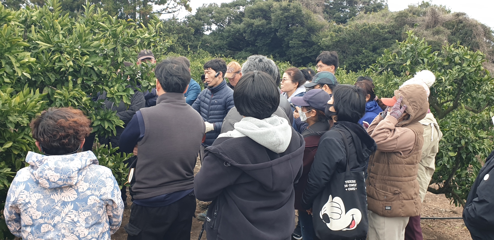 2024년 감귤 정지·전정교육