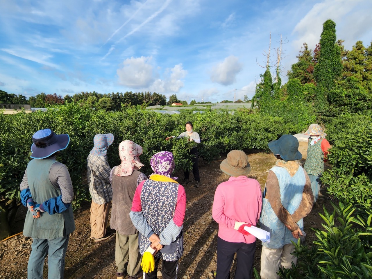 고품질감귤 안정생산을 위한 생활개선회원 열매솎기 수눌음 지도       