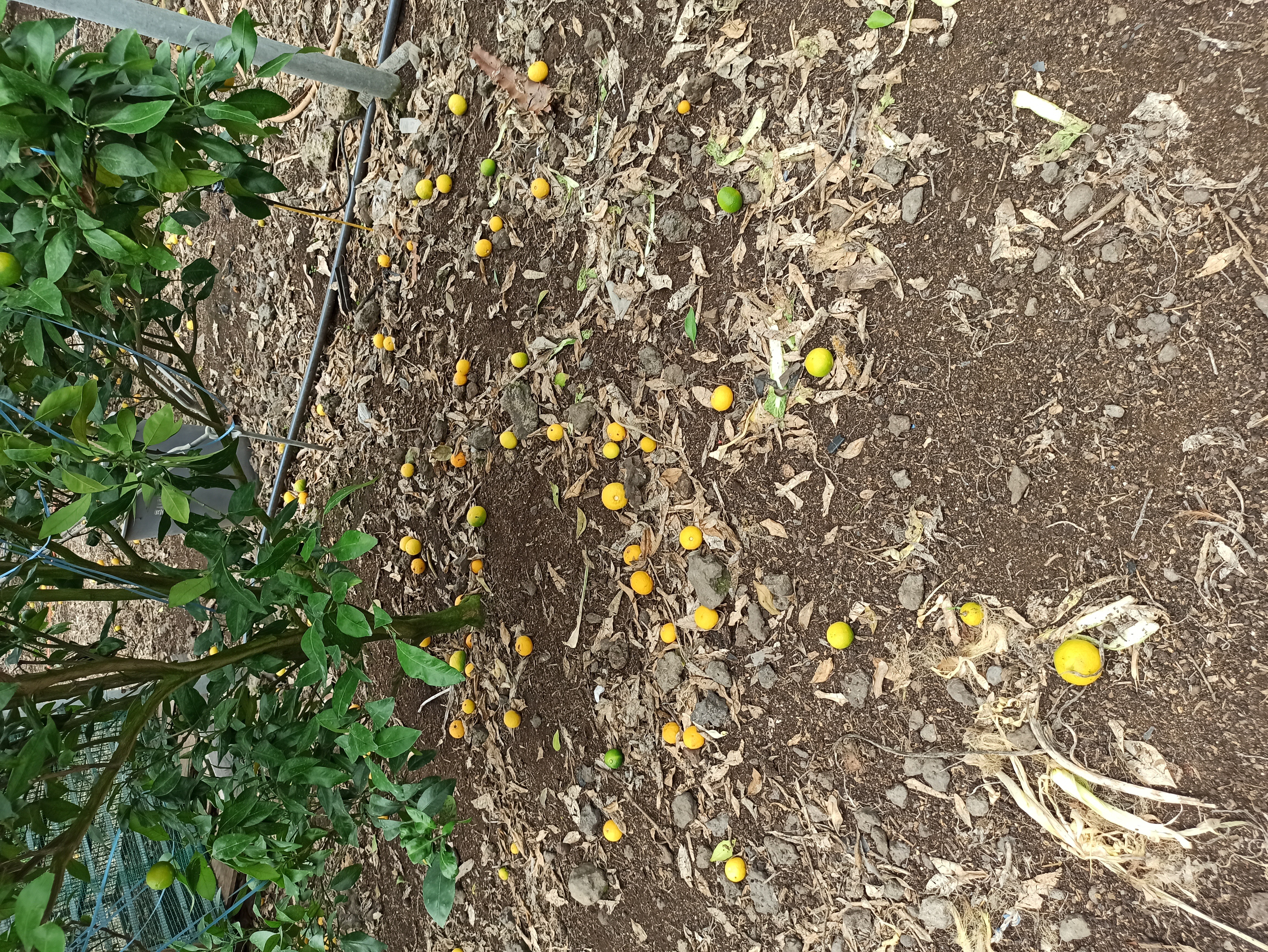 레드향 낙과 이유?