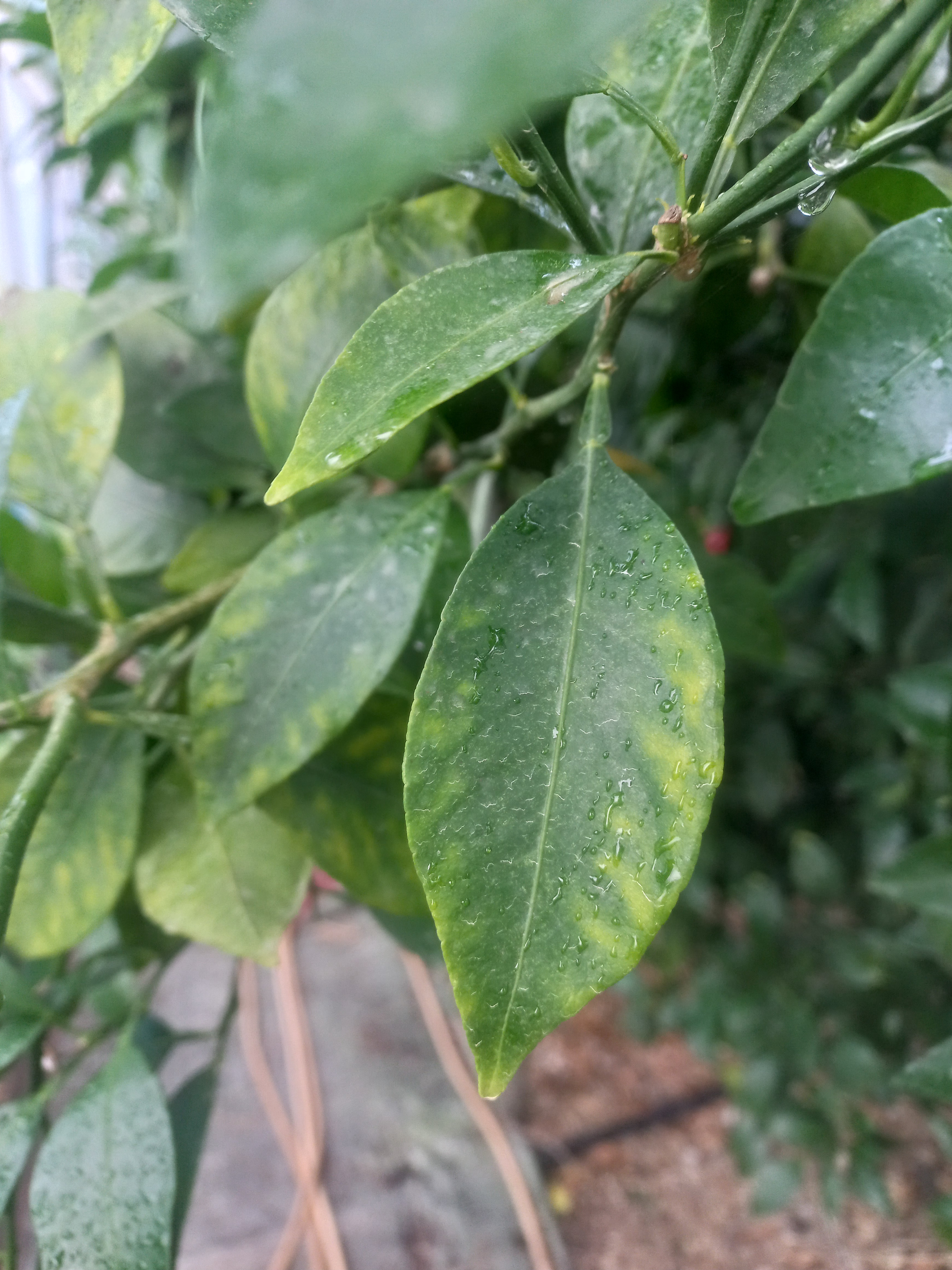 한라봉 잎사귀 상황