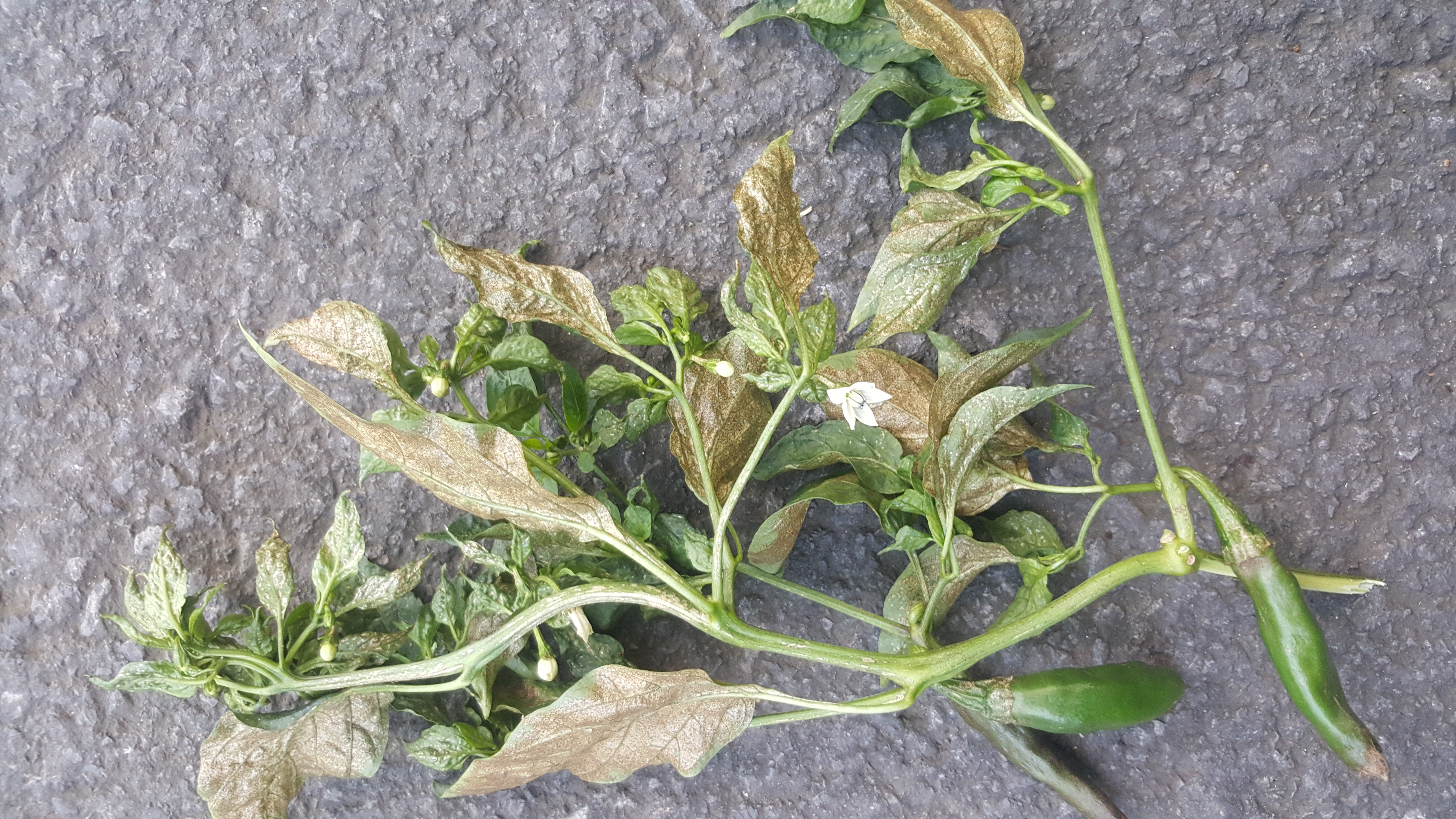 고추 병충해 문의