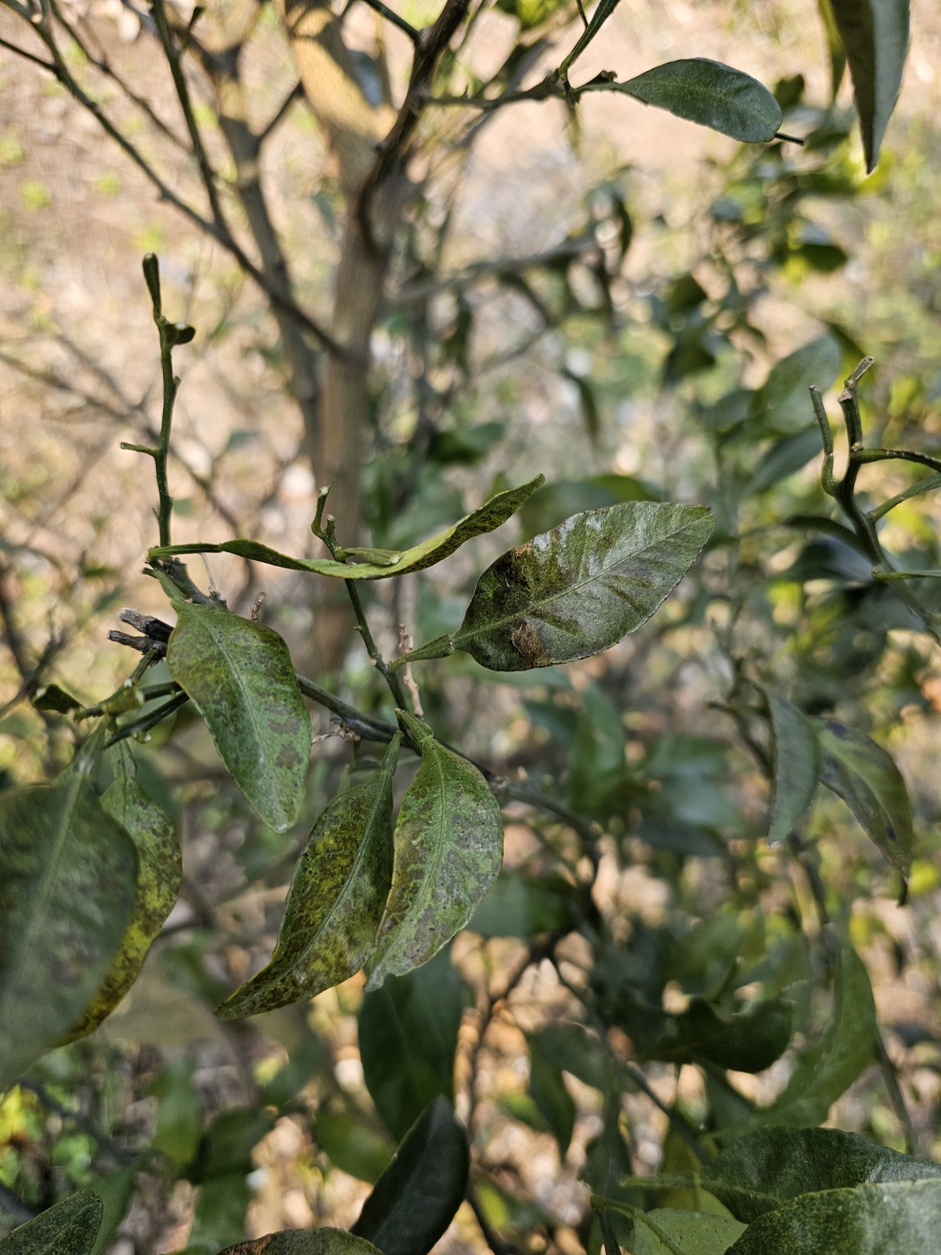 노지한라봉 잎에 검은반점(첨부사진참조)같은것이 생겨 어떤조치를 하여야 하는지 문의드립니다