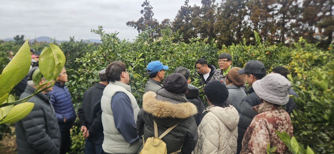 2026년 감귤류 정지.전정 기술교육 추진-4회차