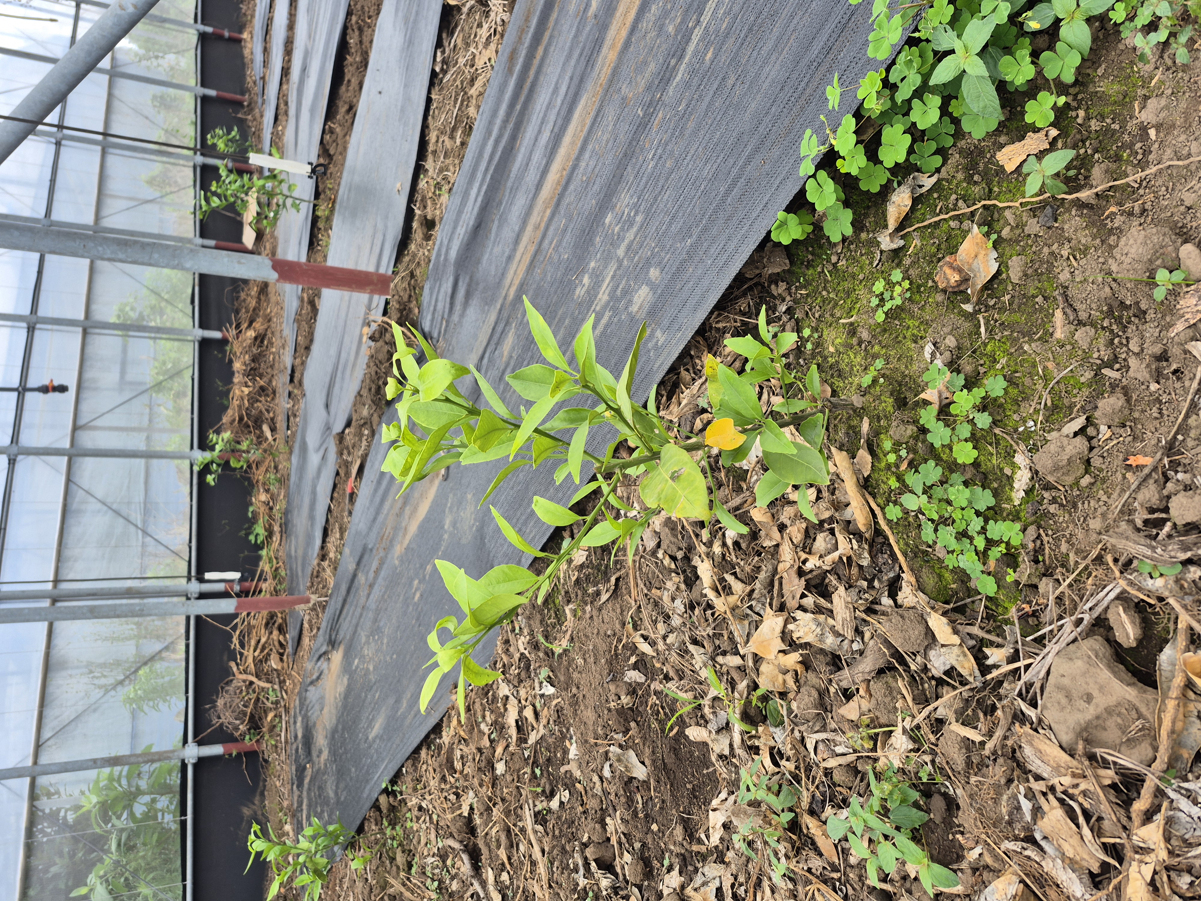 묘목상태 및 관리방법 문의