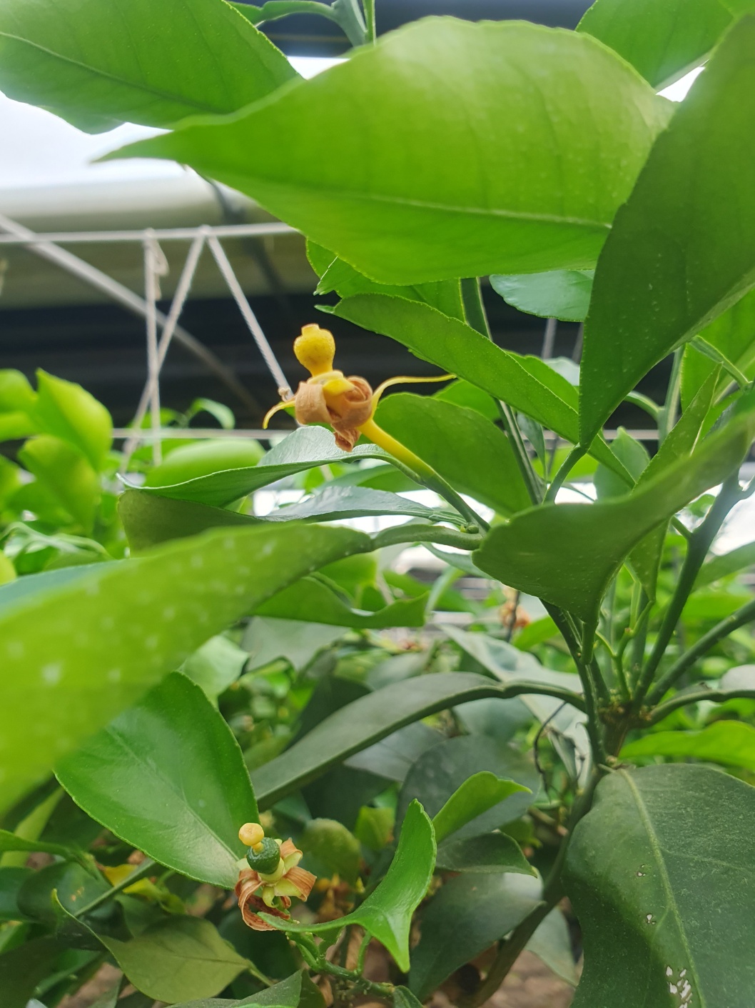 황금향 낙과가 어떤 이유에서 발생되는지 알고싶어요