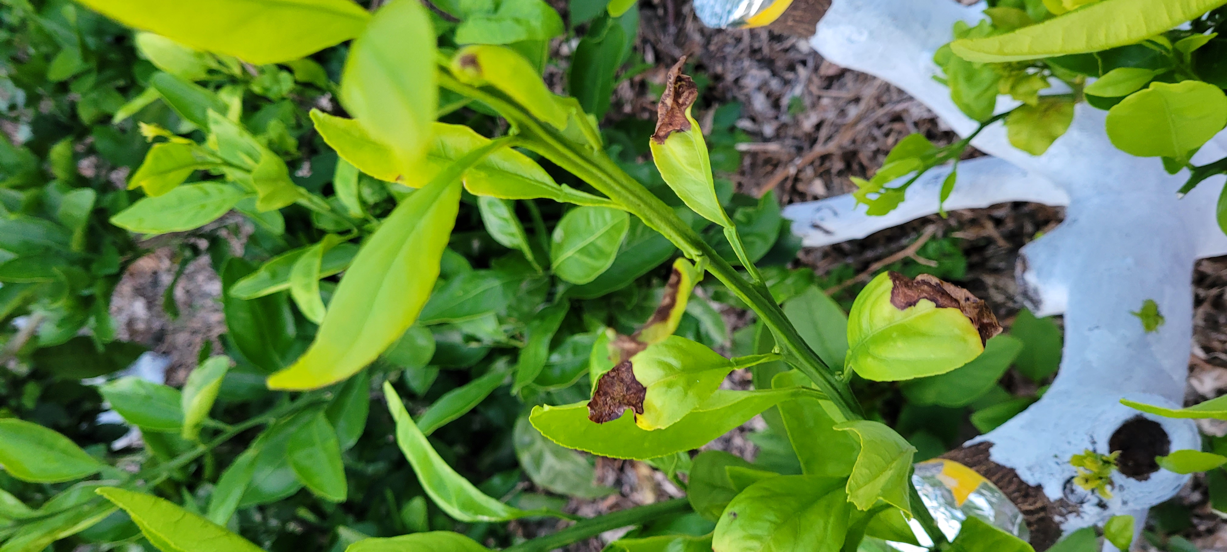 접순 새순이 검게 변하는 원인이?