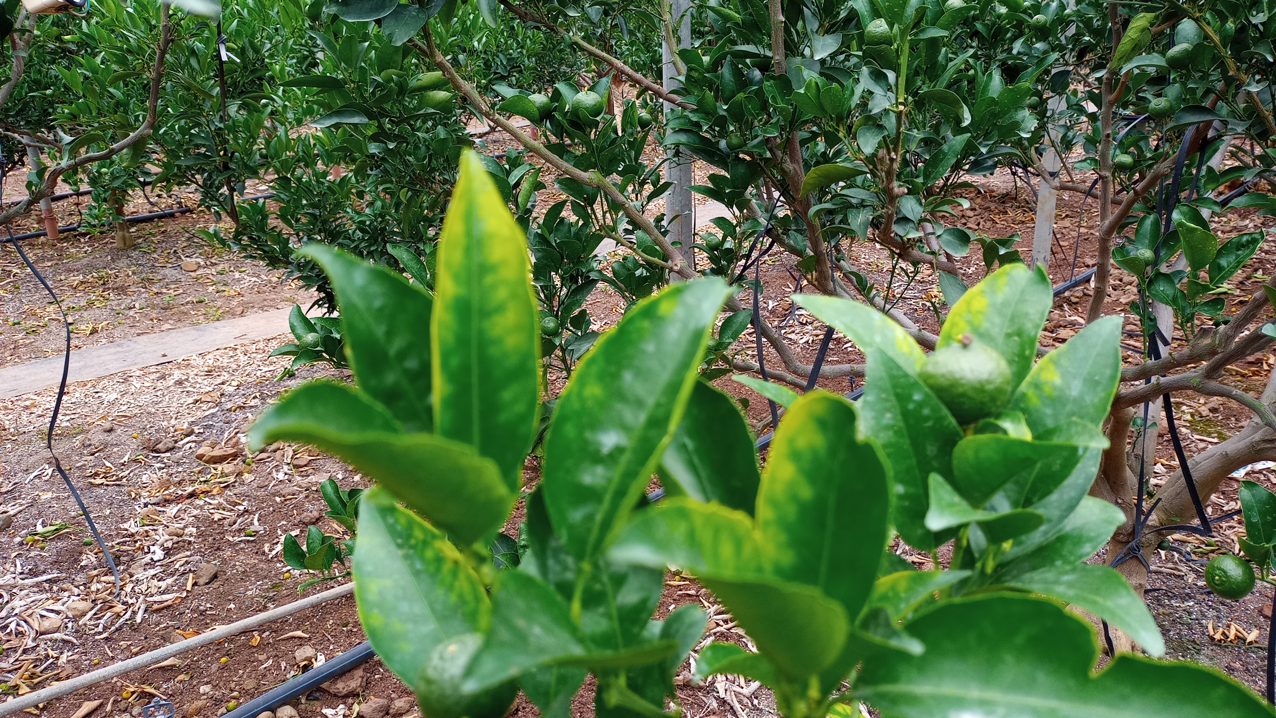 천혜향 잎 증상문의