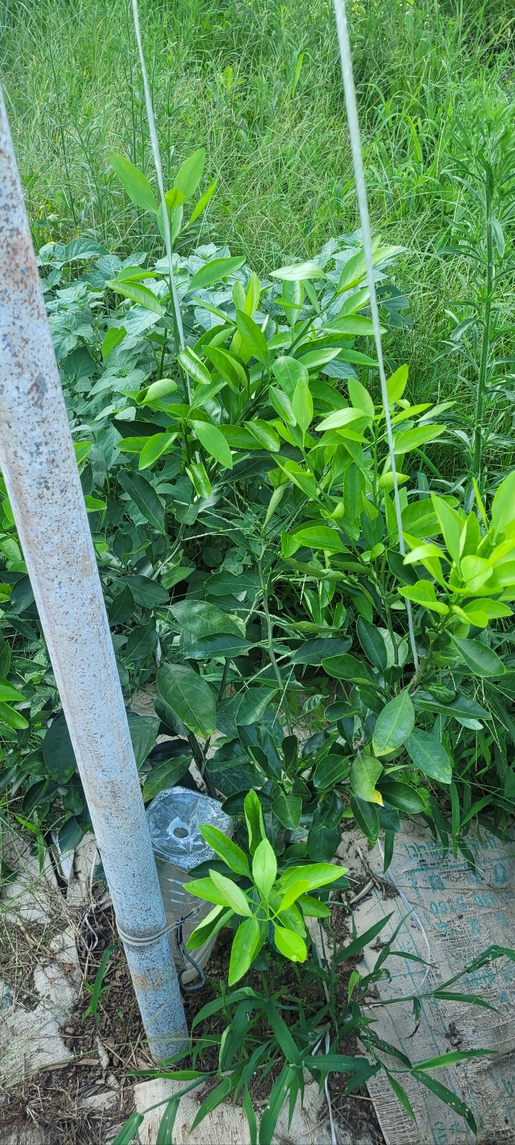 감귤묘목관련 문의합니다