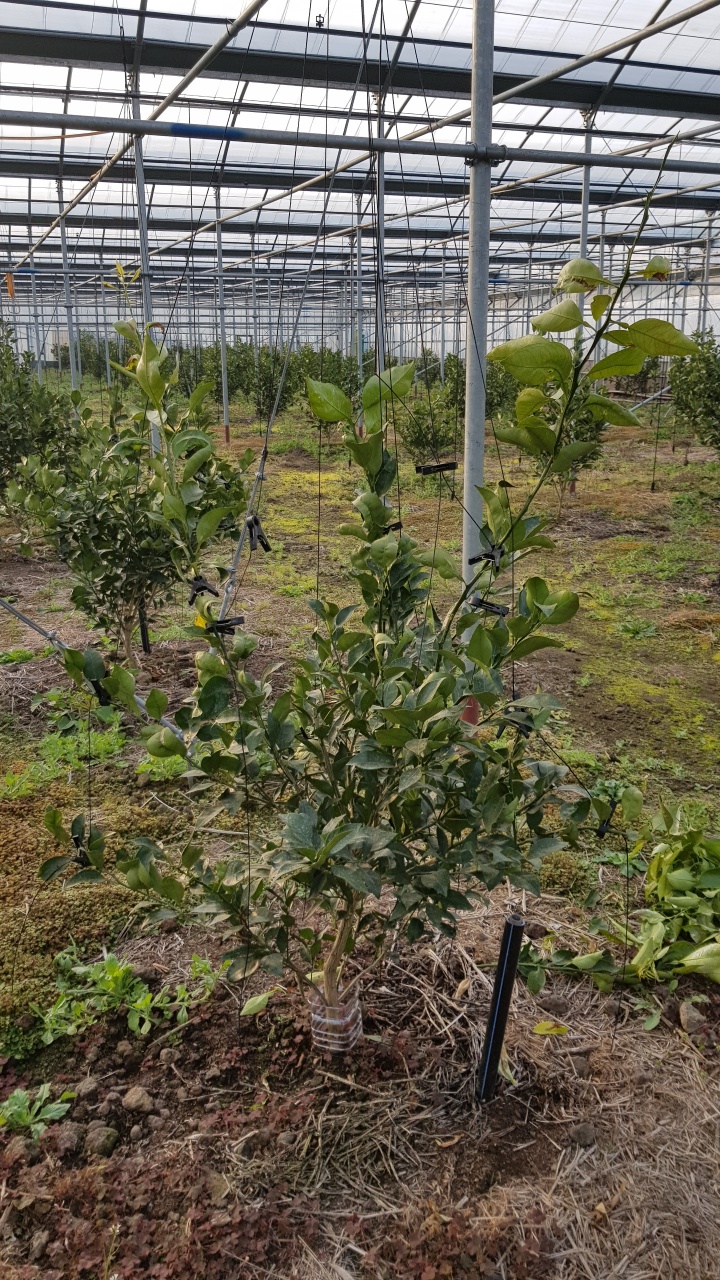 만감류 전정 질문 드립니다