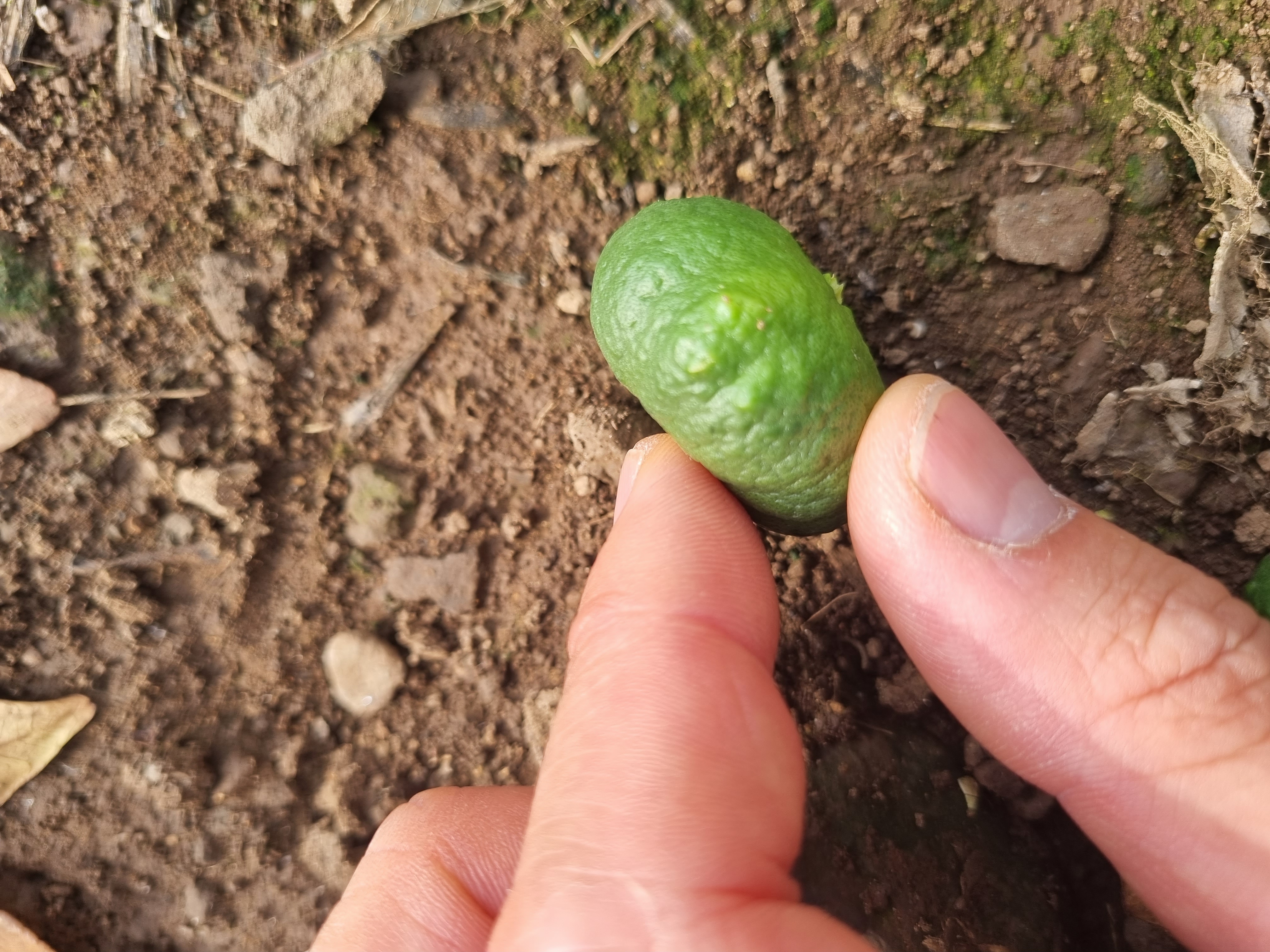 레드향 하우스 열매입니다.