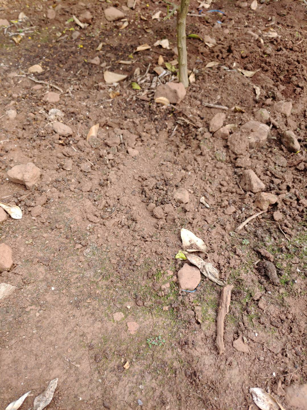 하우스한라봉묘목 질문입니다.