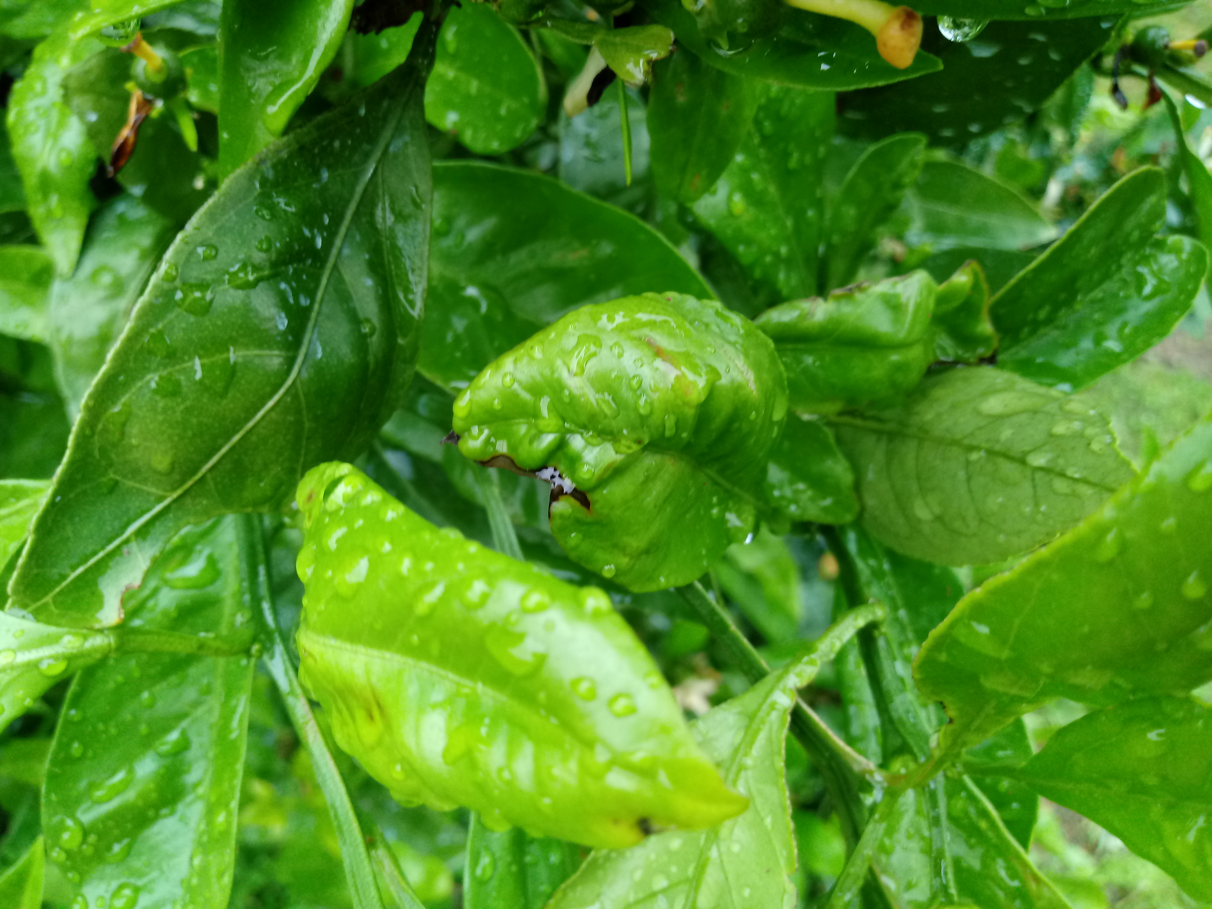 어떤 병해충인가요?