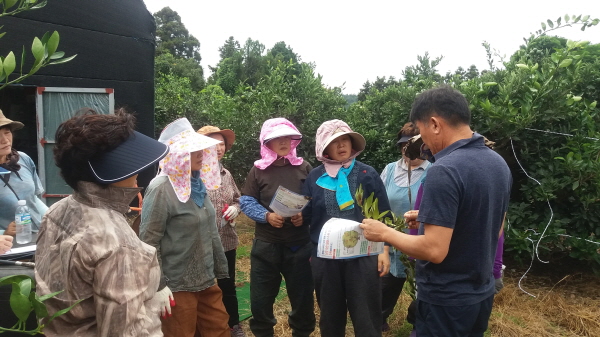 170830 생활개선 안덕면회 열매솎기 봉사활동