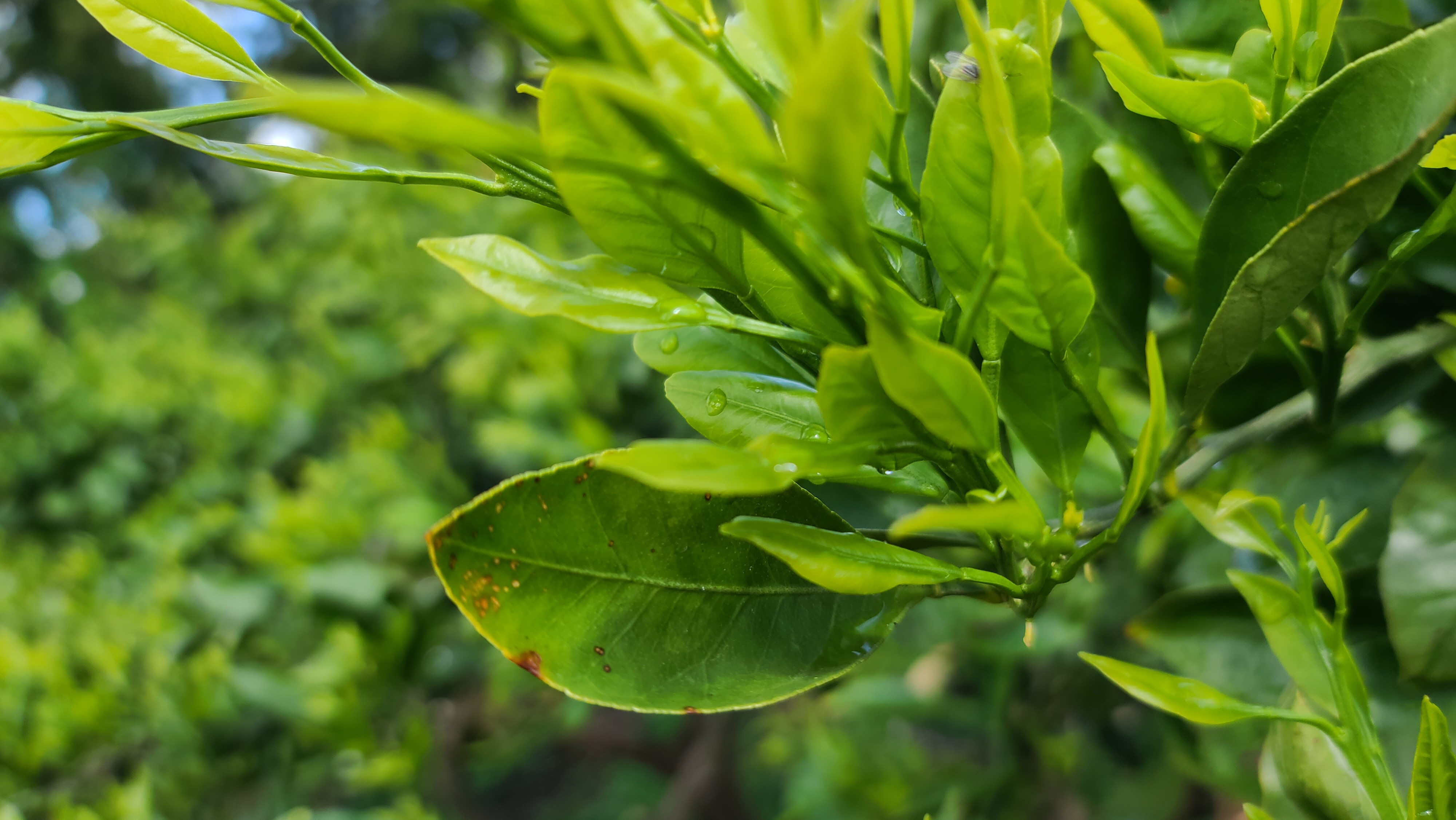 병충해 진단 및 방제에 대하여 문의 드립니다.
