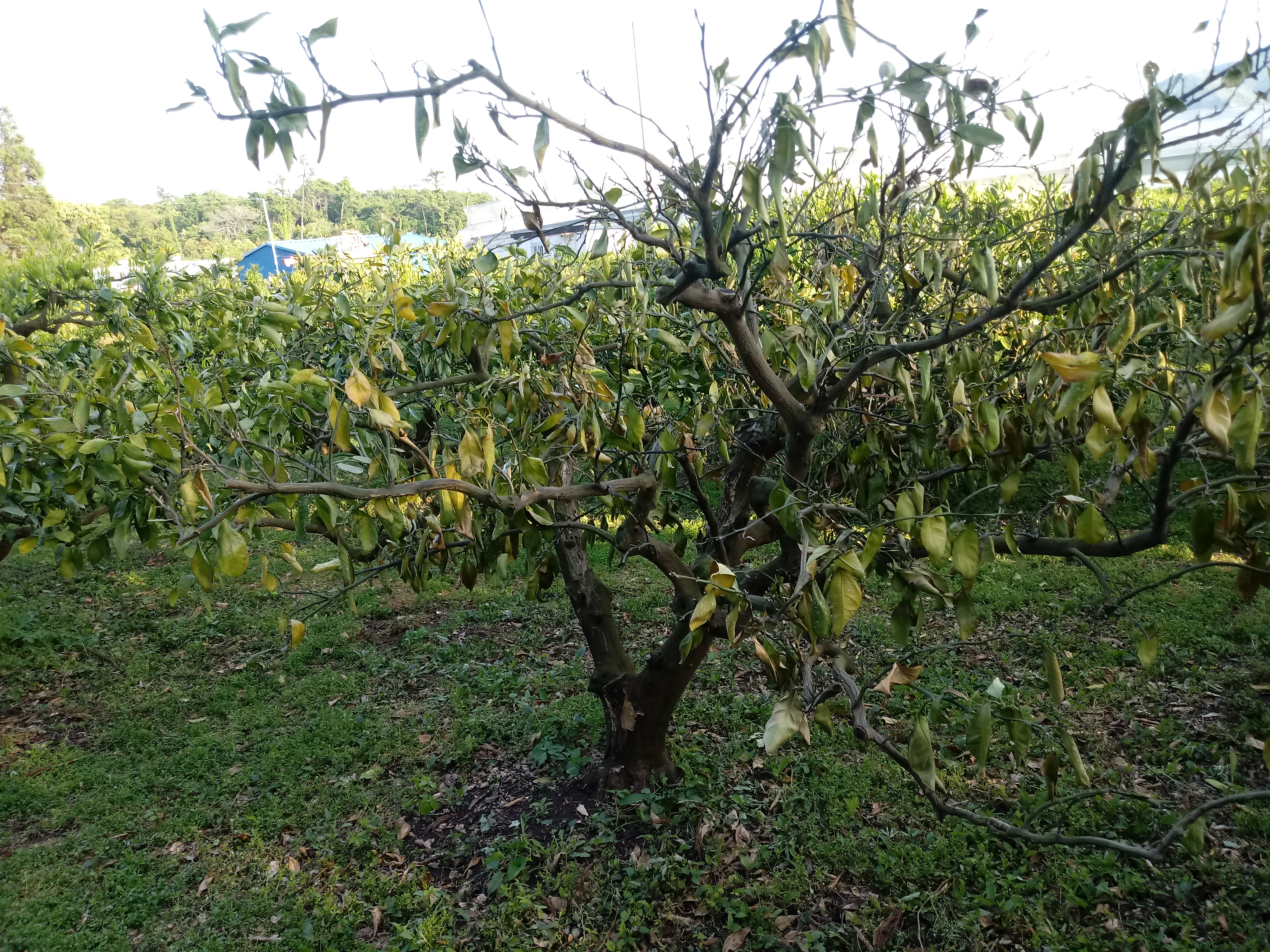 감귤나무가 죽어가요ㅠㅠ