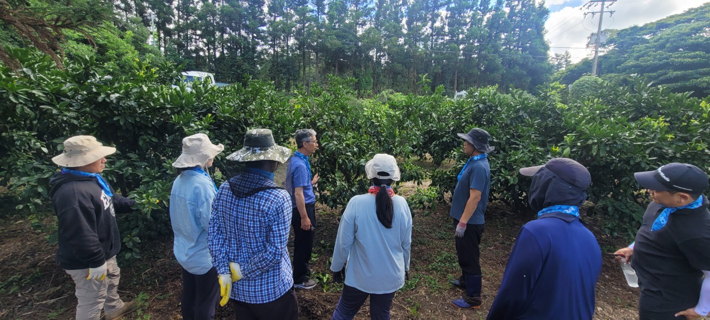 2023 청년농업인 감귤류 여름철 정지․전정  컨설팅