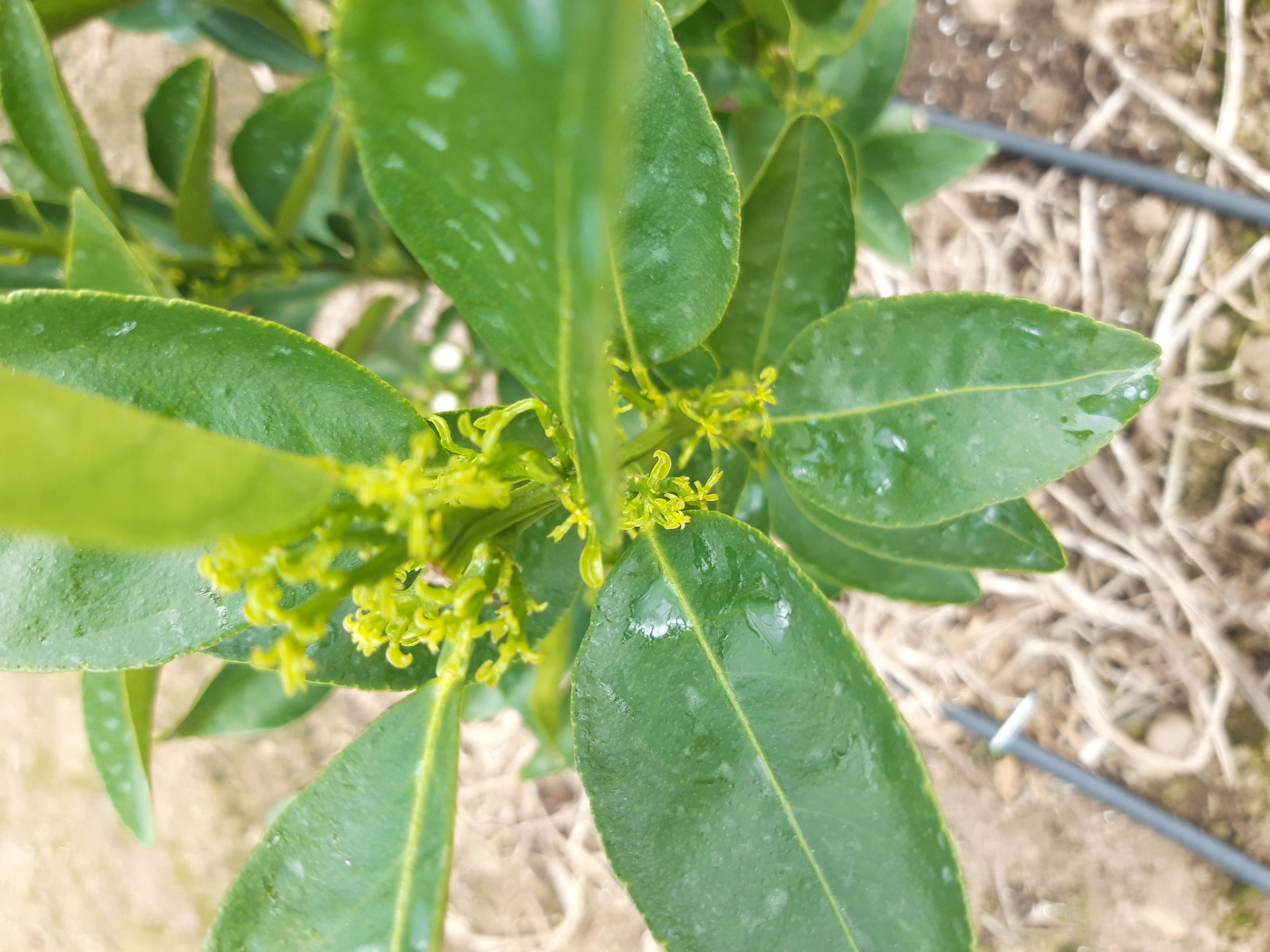 천혜향 묘목 바이러스 의심