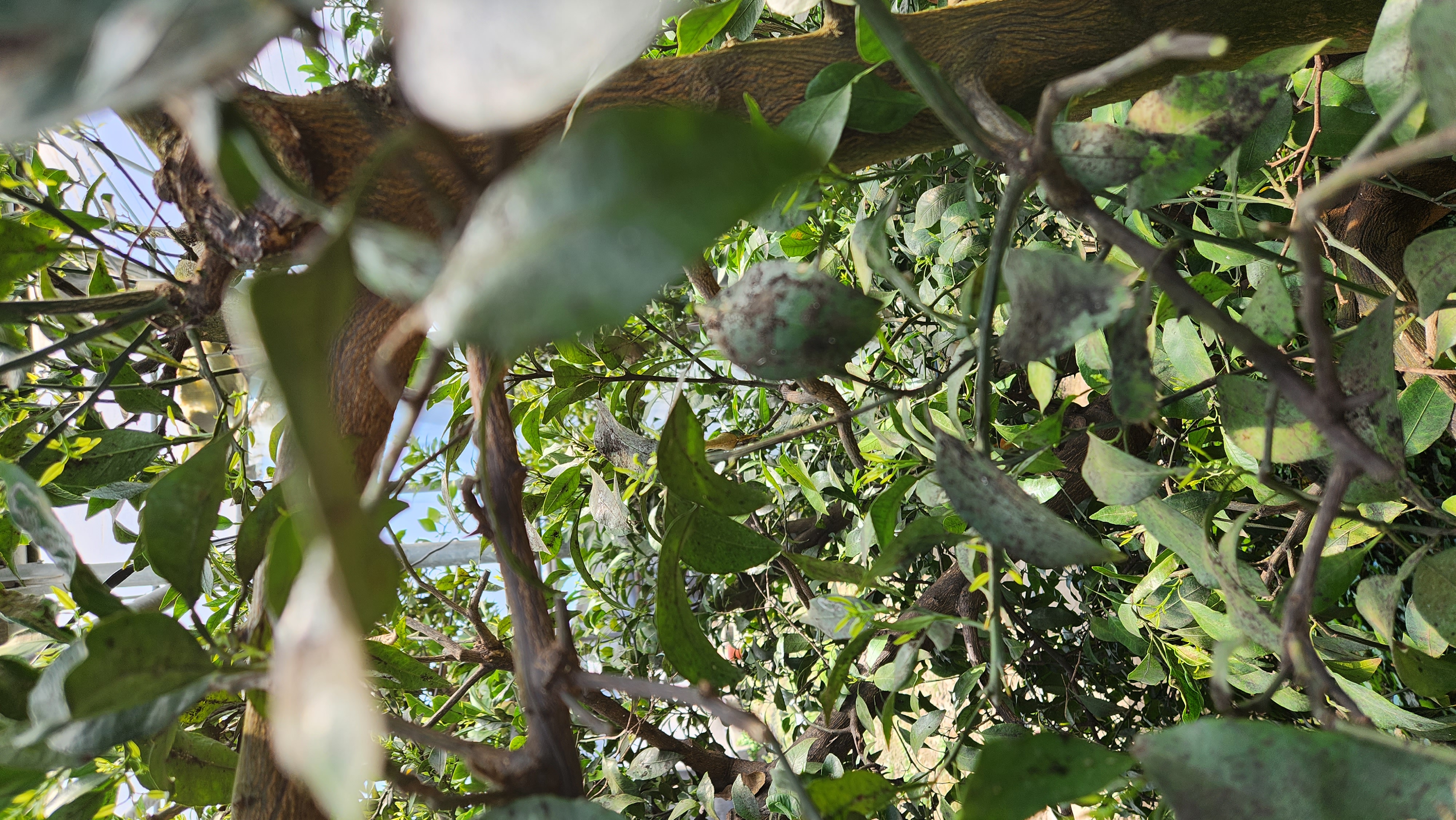 농약살포시기 및 횟수 등등