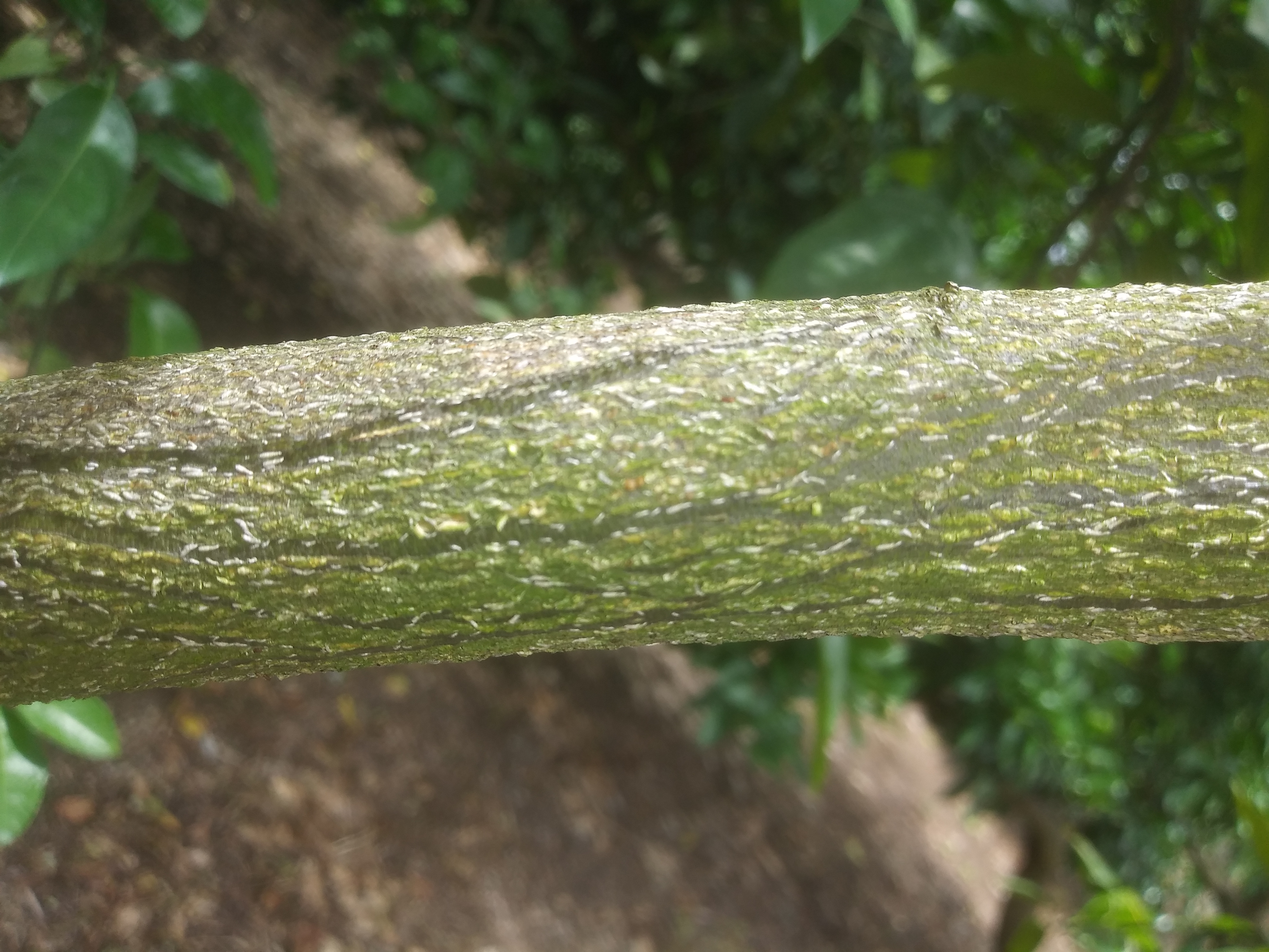 병충해와 관련하여 문의합니다