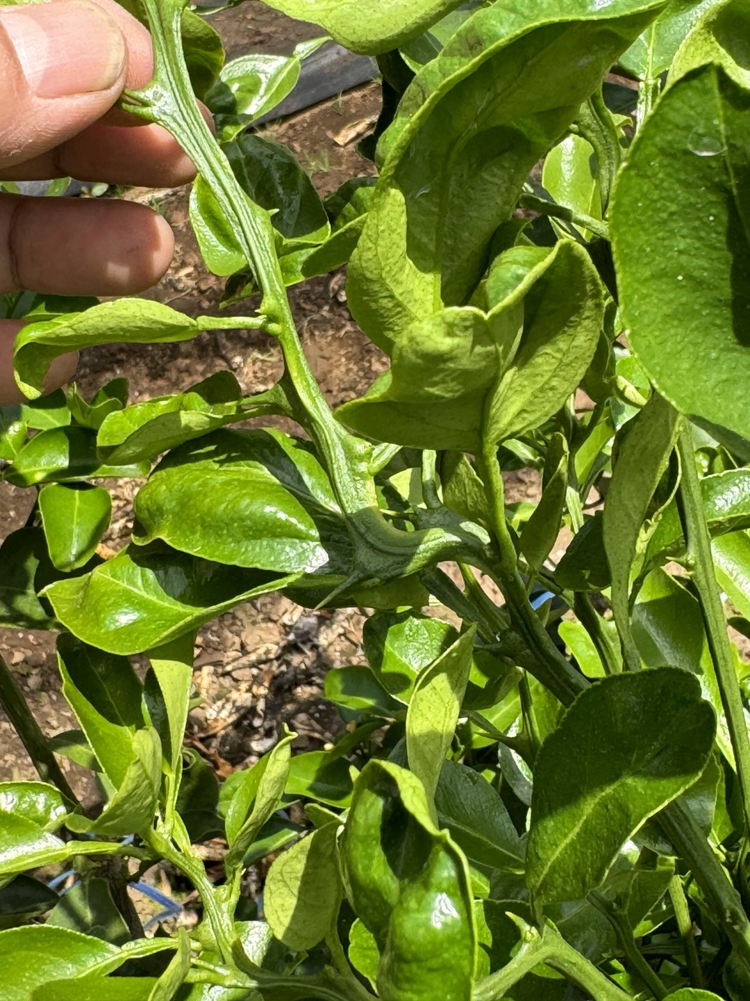 천혜향묘목인데 순이 나는 모양이 이상합니다.