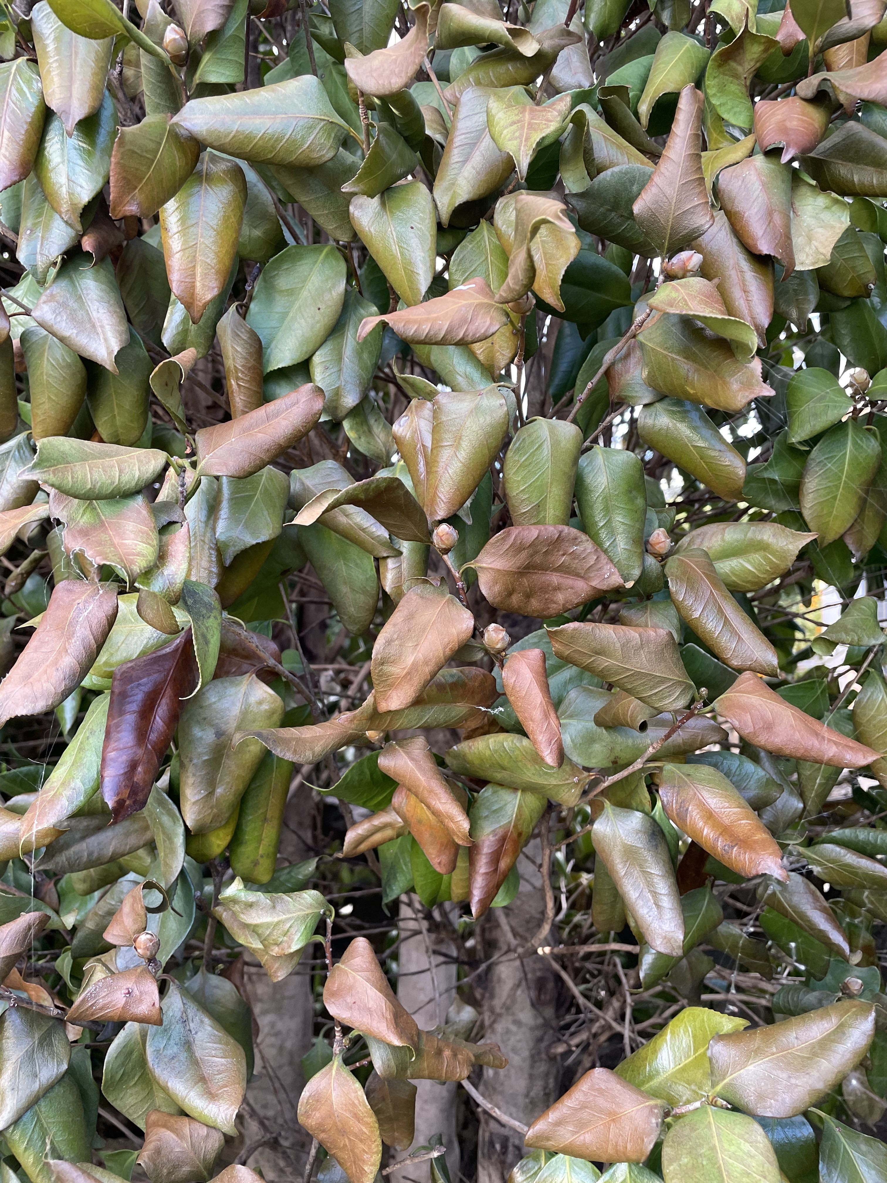 동백나무 병충해 문의