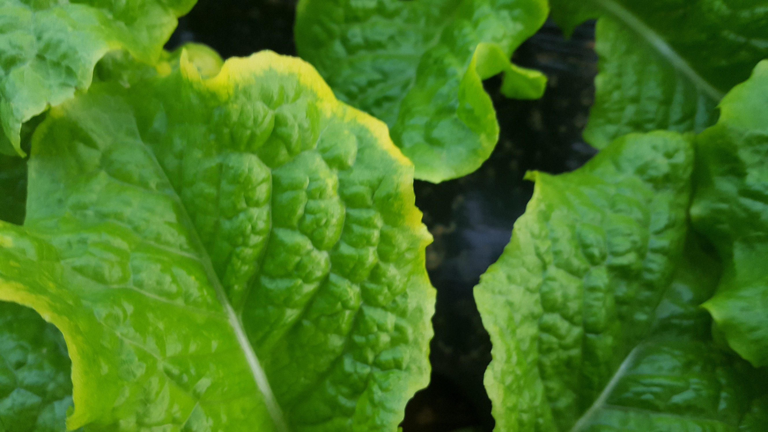 상추 이상증세 2